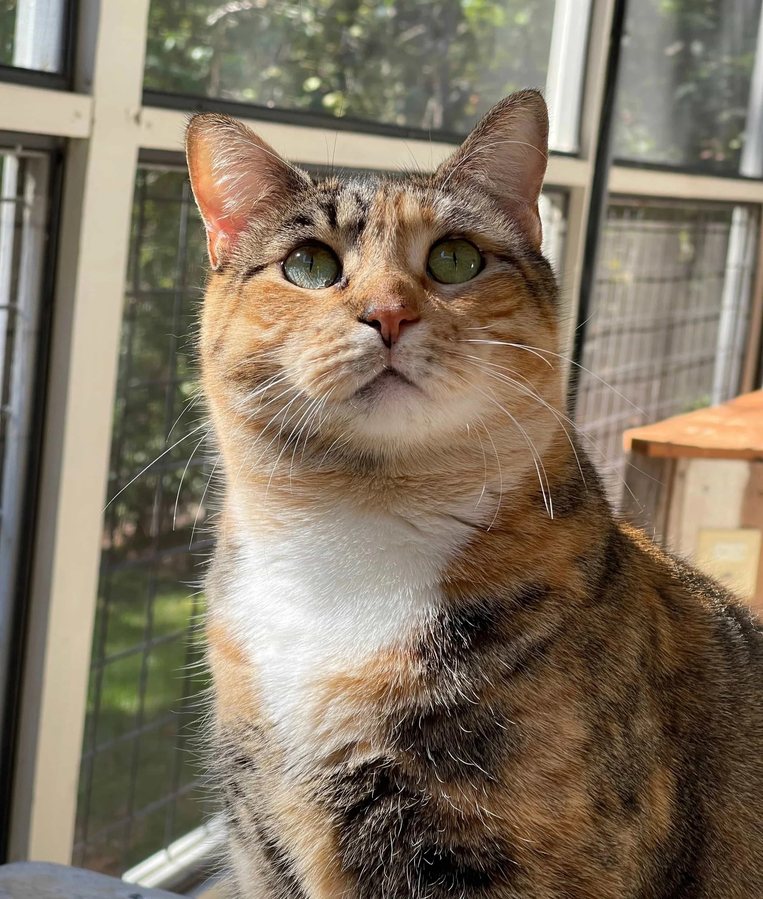 A picture of a big, round calico cat with round green eyes and a reddish colored nose. She is sitting, looking up while sitting in a screened-in porch outside. This image was taken by Mollie K. Joyner in Pittsboro, North Carolina (NC).