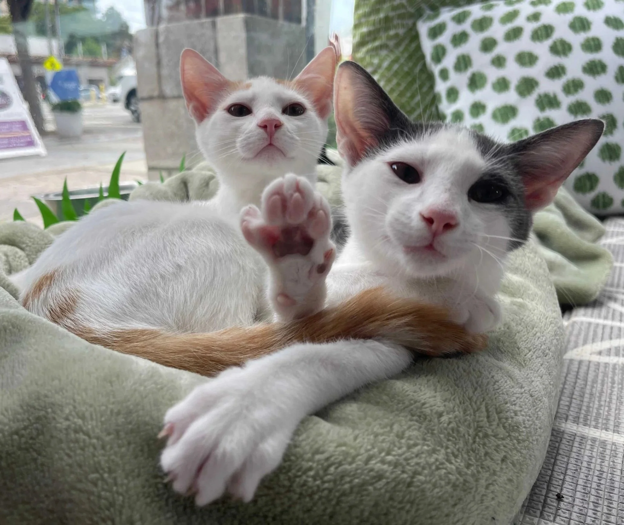 A picture of two kittens lounging on top of one another in a bed covered by a light green blanket. One kitten is mostly white with orange tabby spots, while the other, similar in style, is mostly white with gray patches. The orange kitten's tail and 