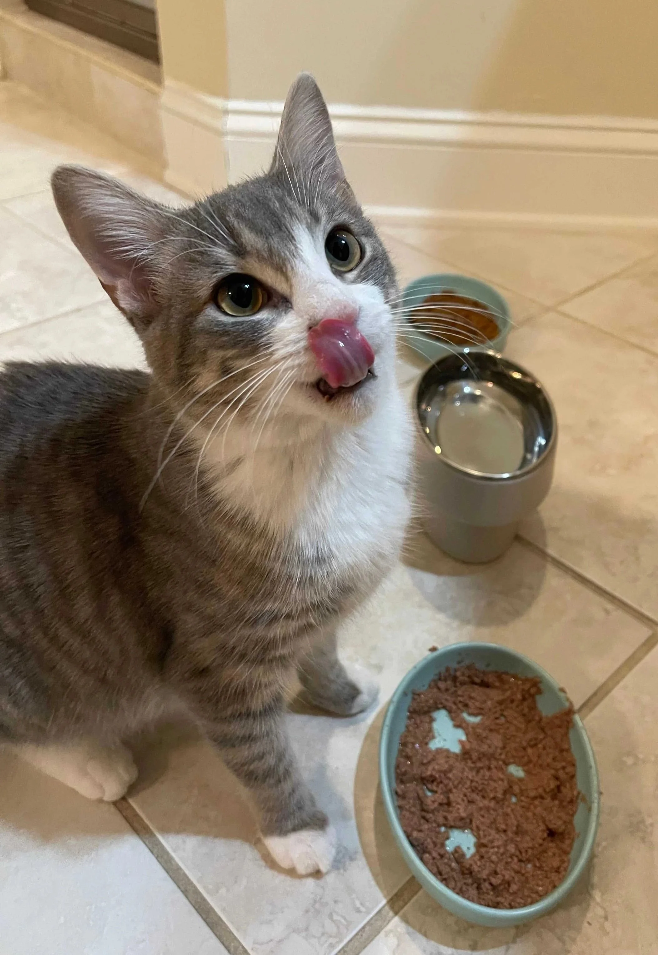 A picture of Elsie, a happy, cuddly gray-tuxedo kitten. She is looking gleefully up with her tongue out and touching her nose as she finishes up her meal. She is standing in front of her wet food bowl, which is laying beside her steel water bowl and 
