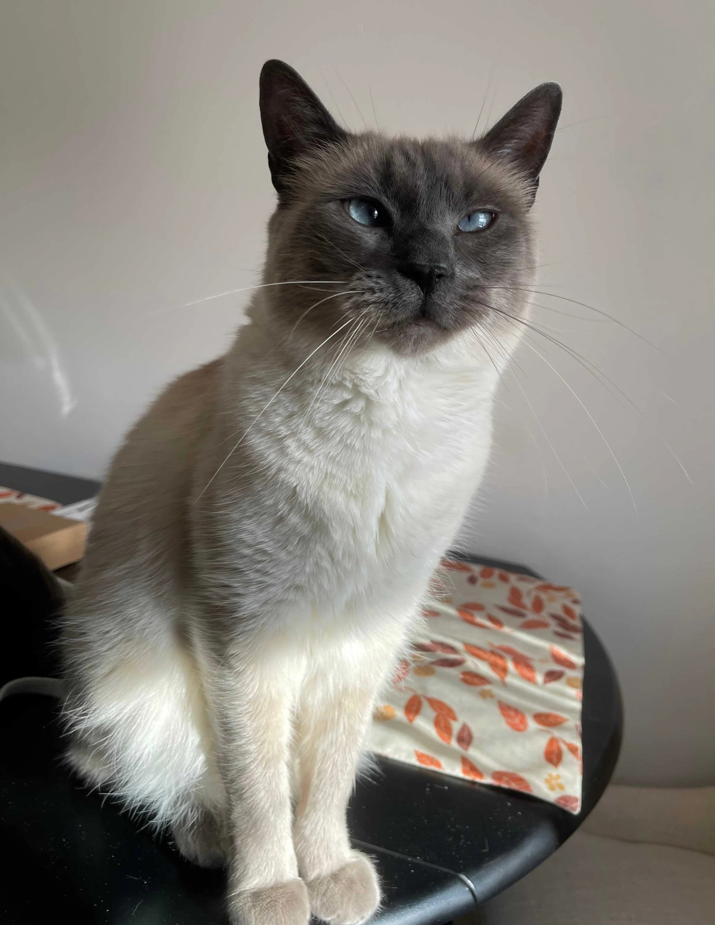 A picture of Hades, a handsome Blue-Point Siamese (gray and white toned with blue eyes) standing on top of a black table as rays of sunshine wrap around him. This image was taken by Mollie K. Joyner in Chapel Hill, North Carolina (NC).