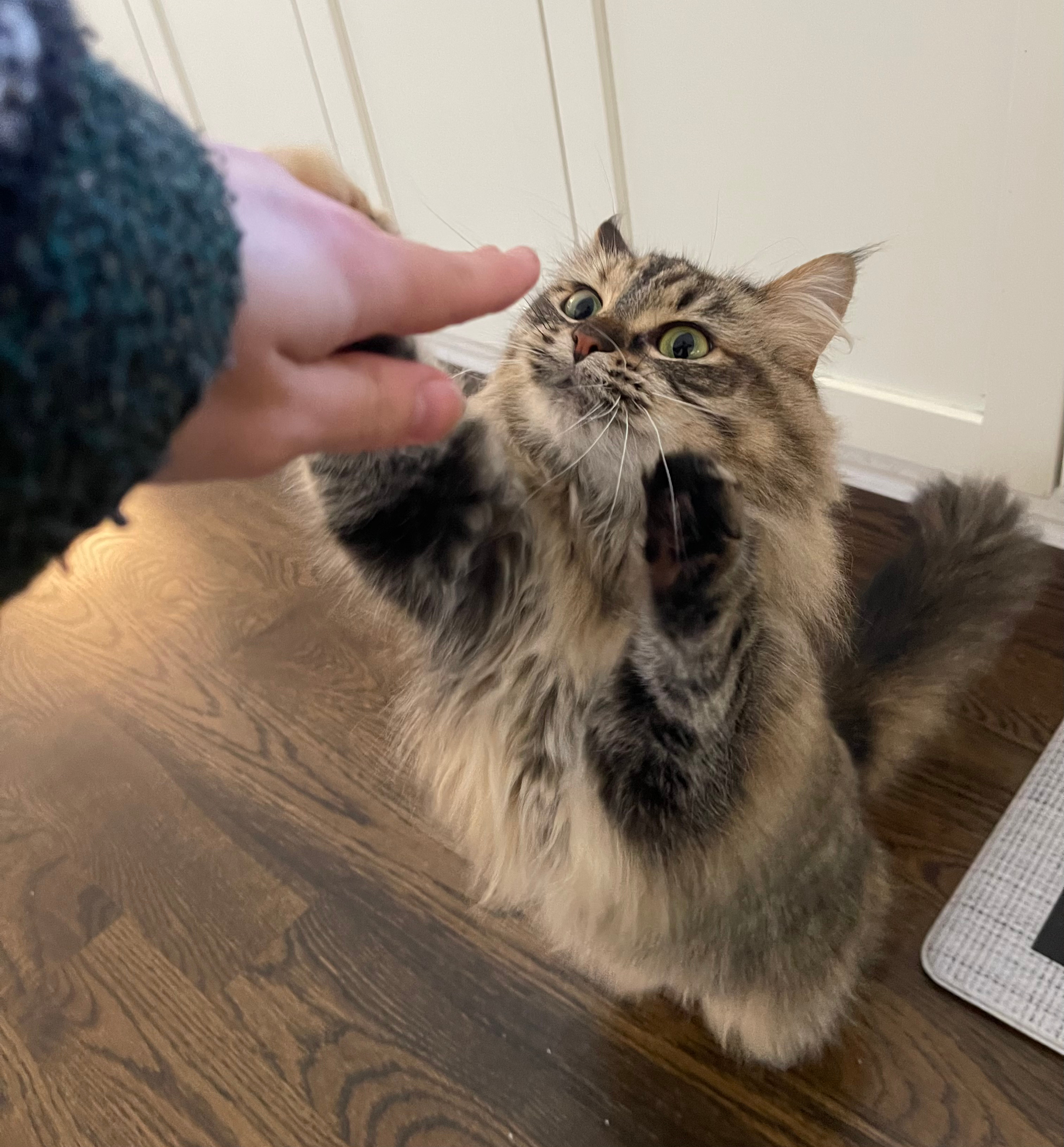 A fluffy tabby cat reaching out with paws to a person's finger, hanging a little bit over its head