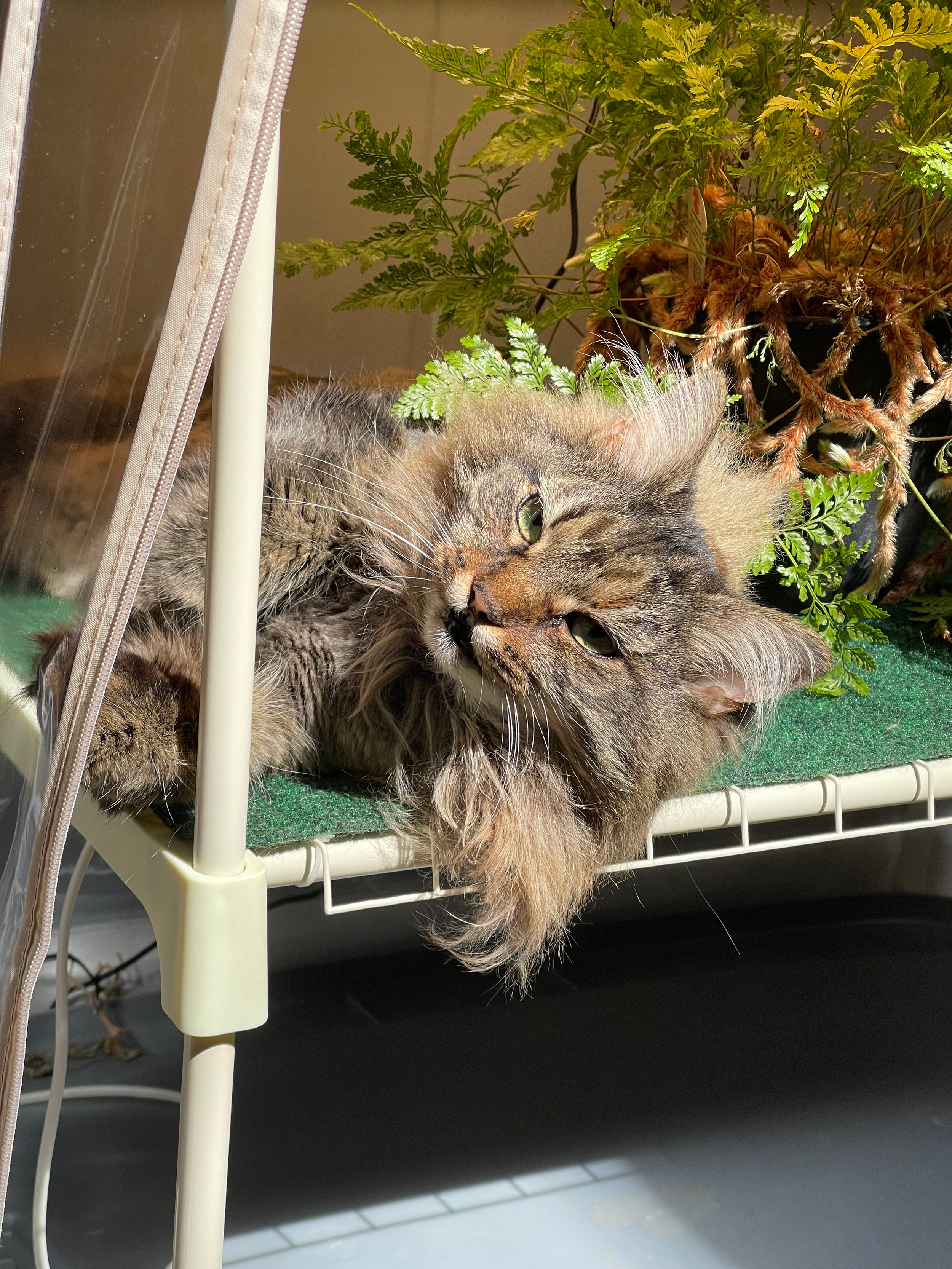 A picture of Rhoda sitting next to her favorite fern on a greenhouse shelf.