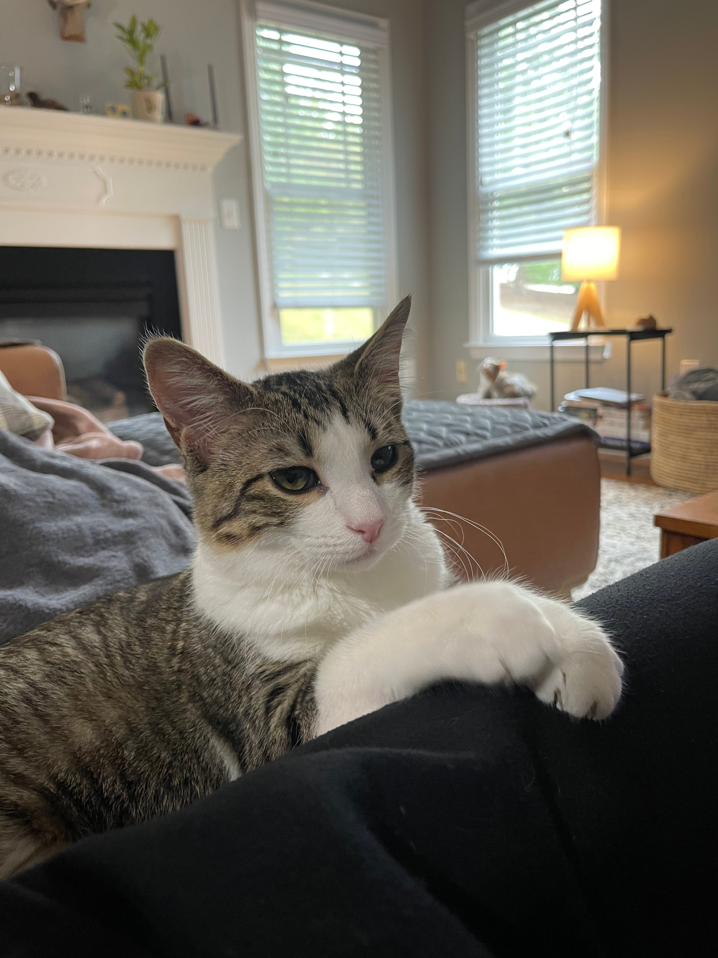A picture of a young white and brown tabby cat sitting with its paws crossed and draped across his cat-sitter's leg.