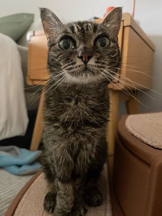 A curious tabby kitten with big green eyes sitting on a beige surface in a cozy room.