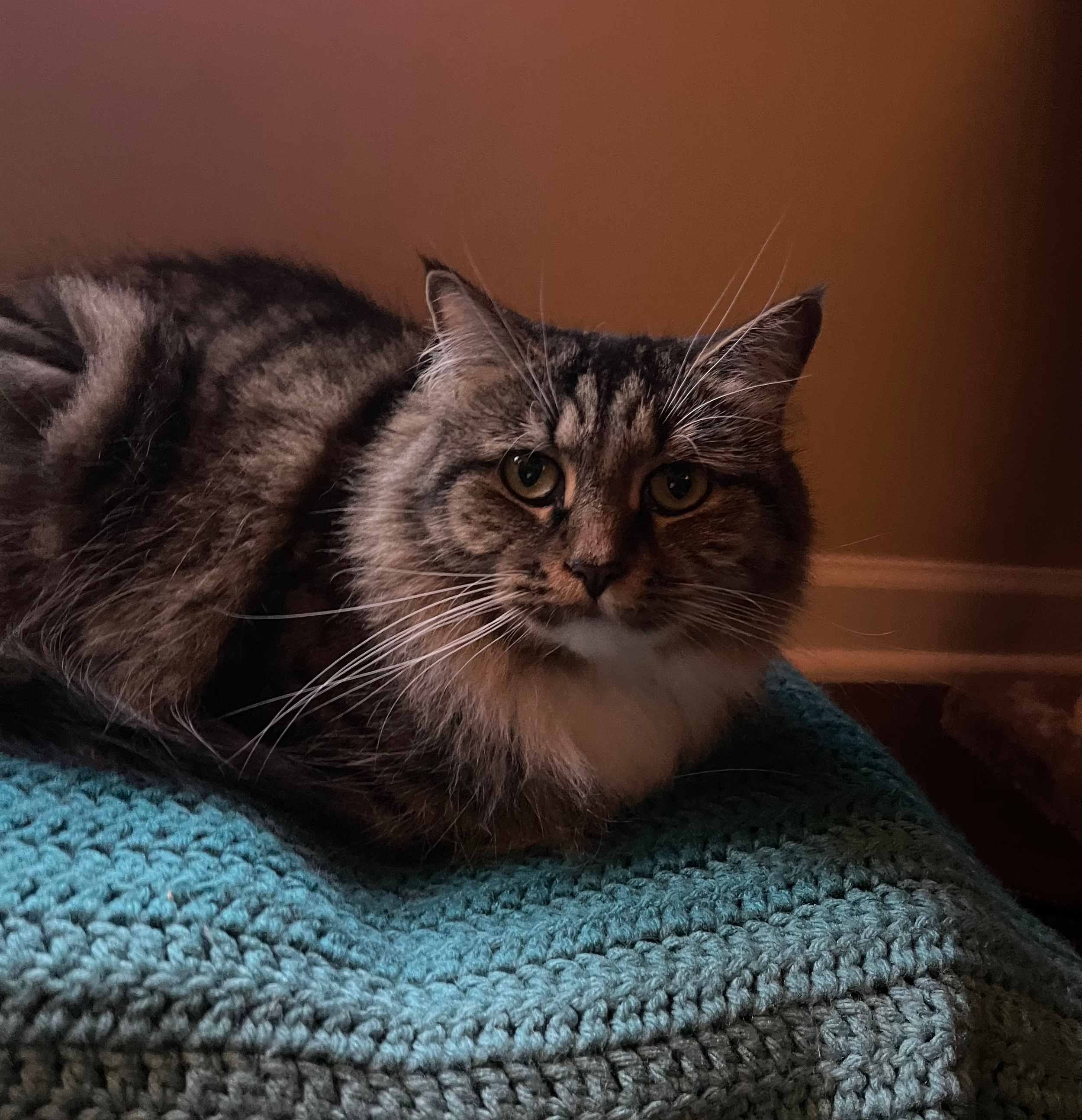 A picture of Sammy. She's an adorable floofy, long-whiskered brown tabby tux cat. She's "loafed" on her favorite light blue-knit quilt that's draped across her bed.
