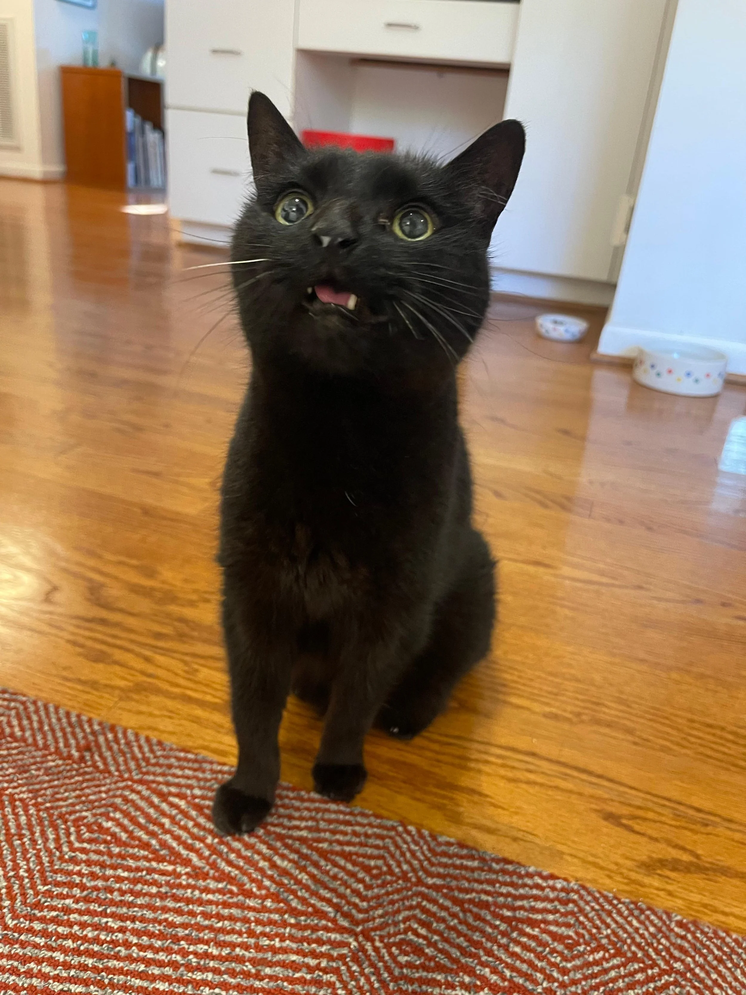 A black cat with yellow-green eyes sitting on a wooden floor, looking up with its mouth slightly open and a small tooth visible.