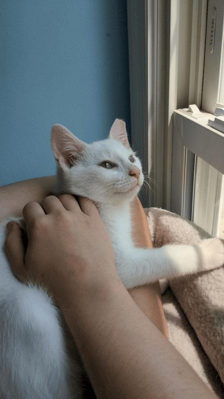A picture of Mollie from Kissies For Your Hissies cuddling a tiny white kitten. The kitten has a tipped ear, indicating it has been TNVR'ed and/or rescued from a colony.