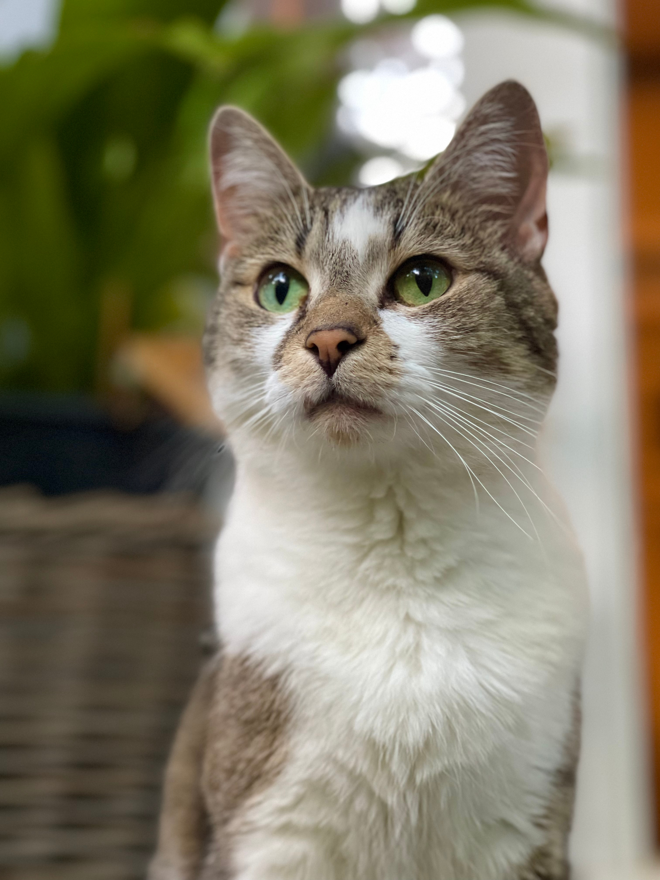 A picture of Primrose, a mostly white and brown tabby adult cat. She has emerald green eyes and is looking out into the distance.