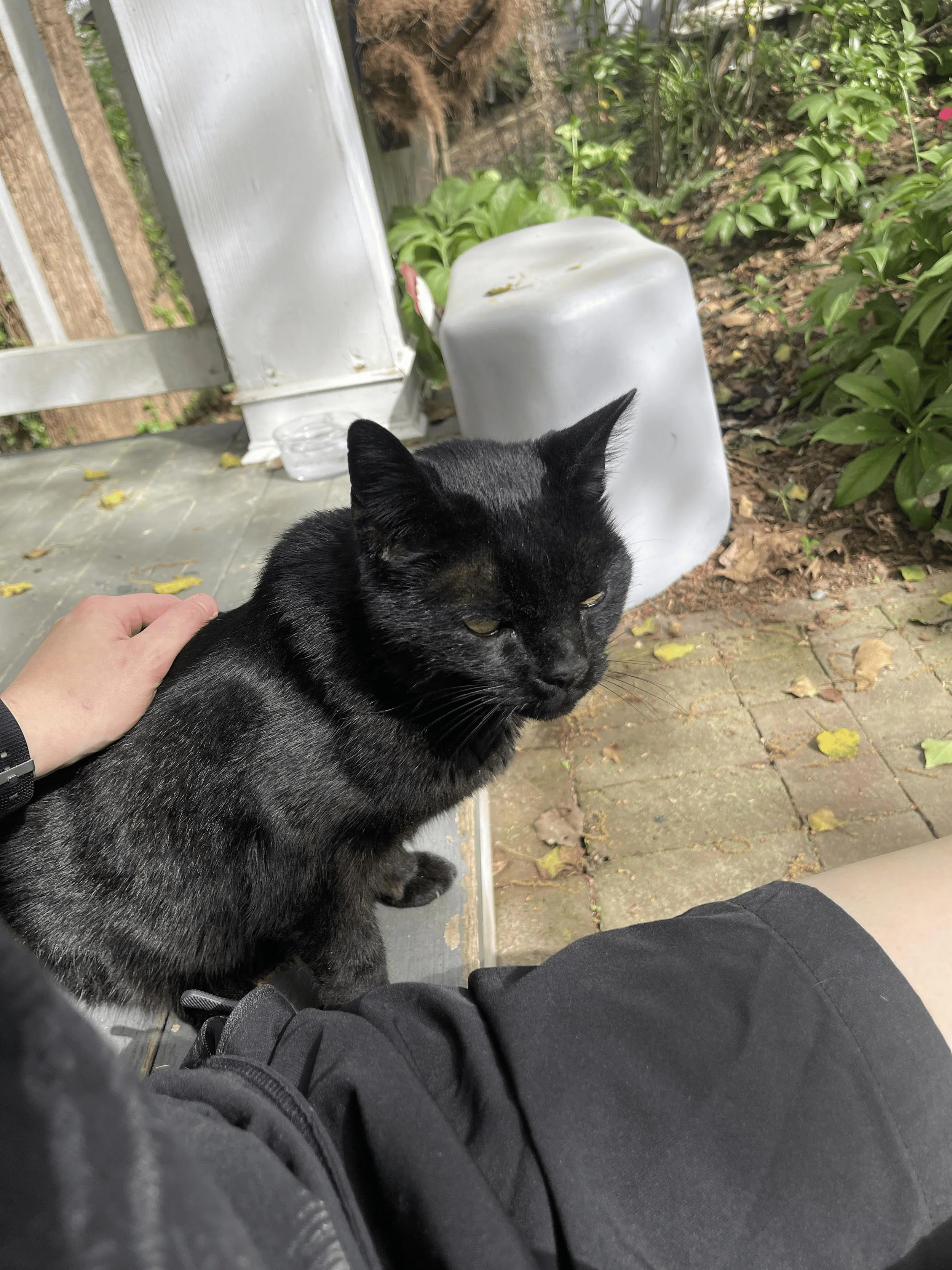 A picture of Mollie from Kissies For Your Hissies Cat-Sitting sitting next to and resting her hand on a black cat sitting on an outdoor porch.