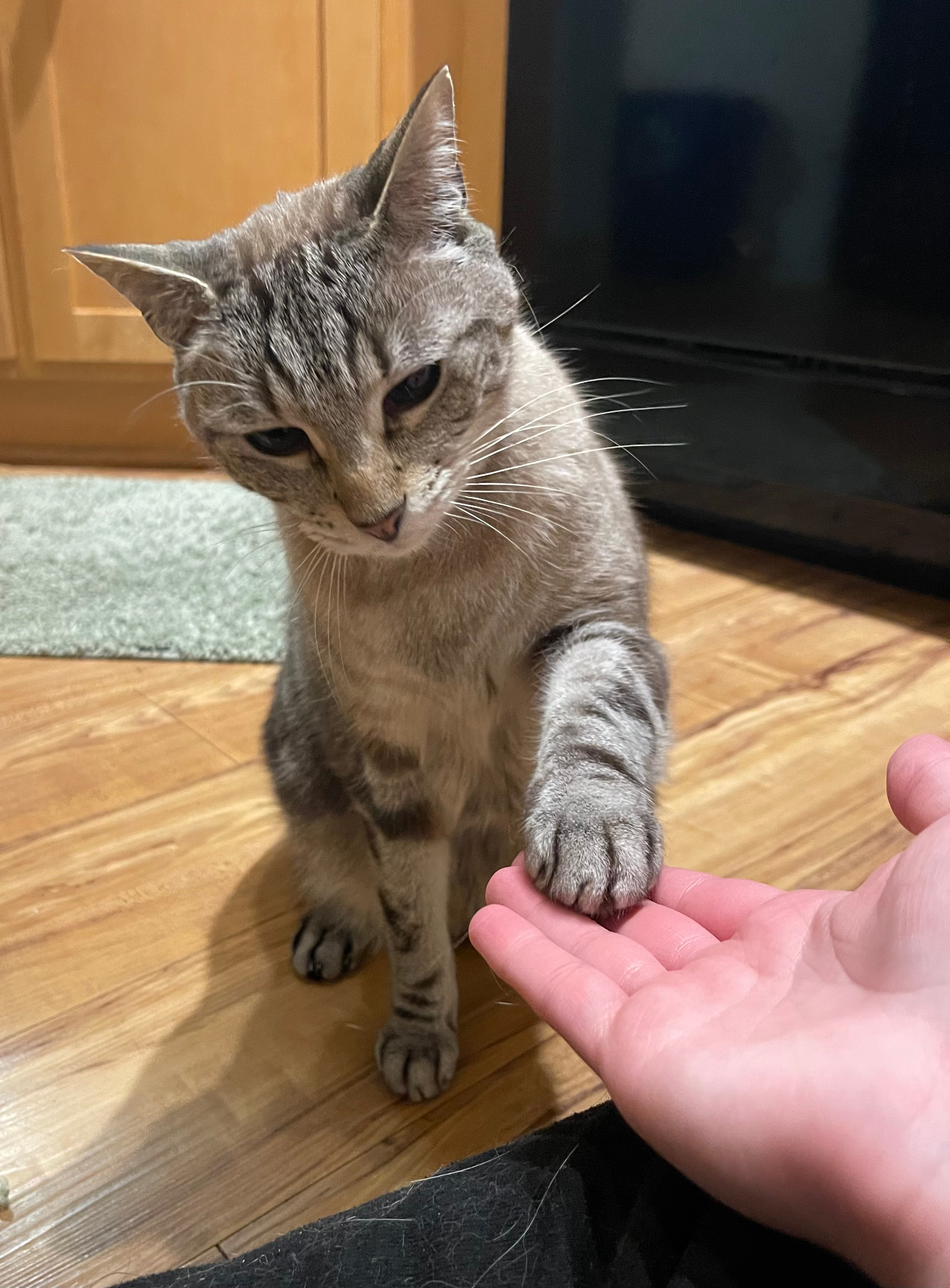 A picture of a light brown tabby cat giving his cat sitter a low-five, with the cat-sitters hand outreached.