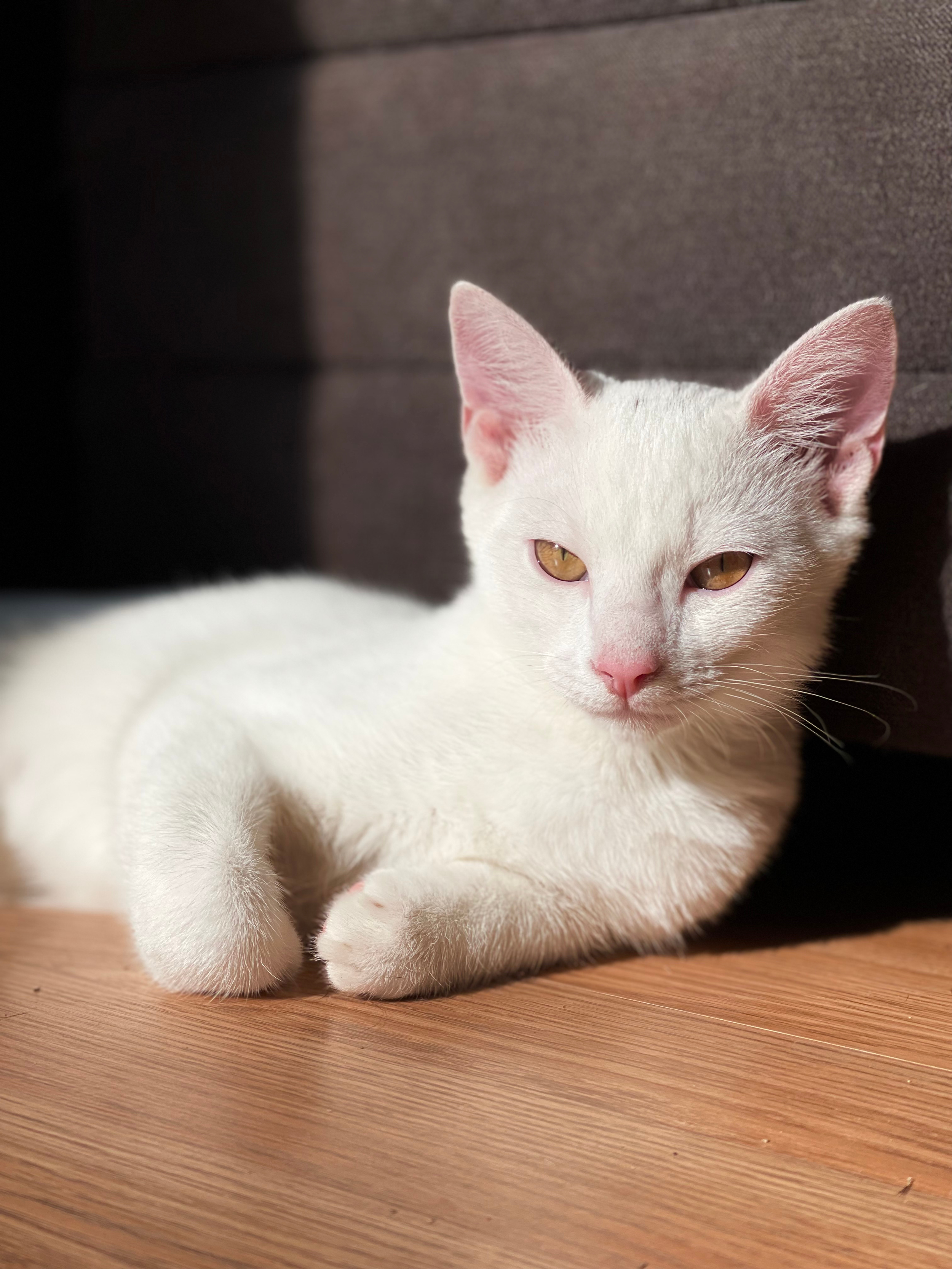 A picture of Belle, a tiny white and orange-eyed foster kitten, rescued from a colony.