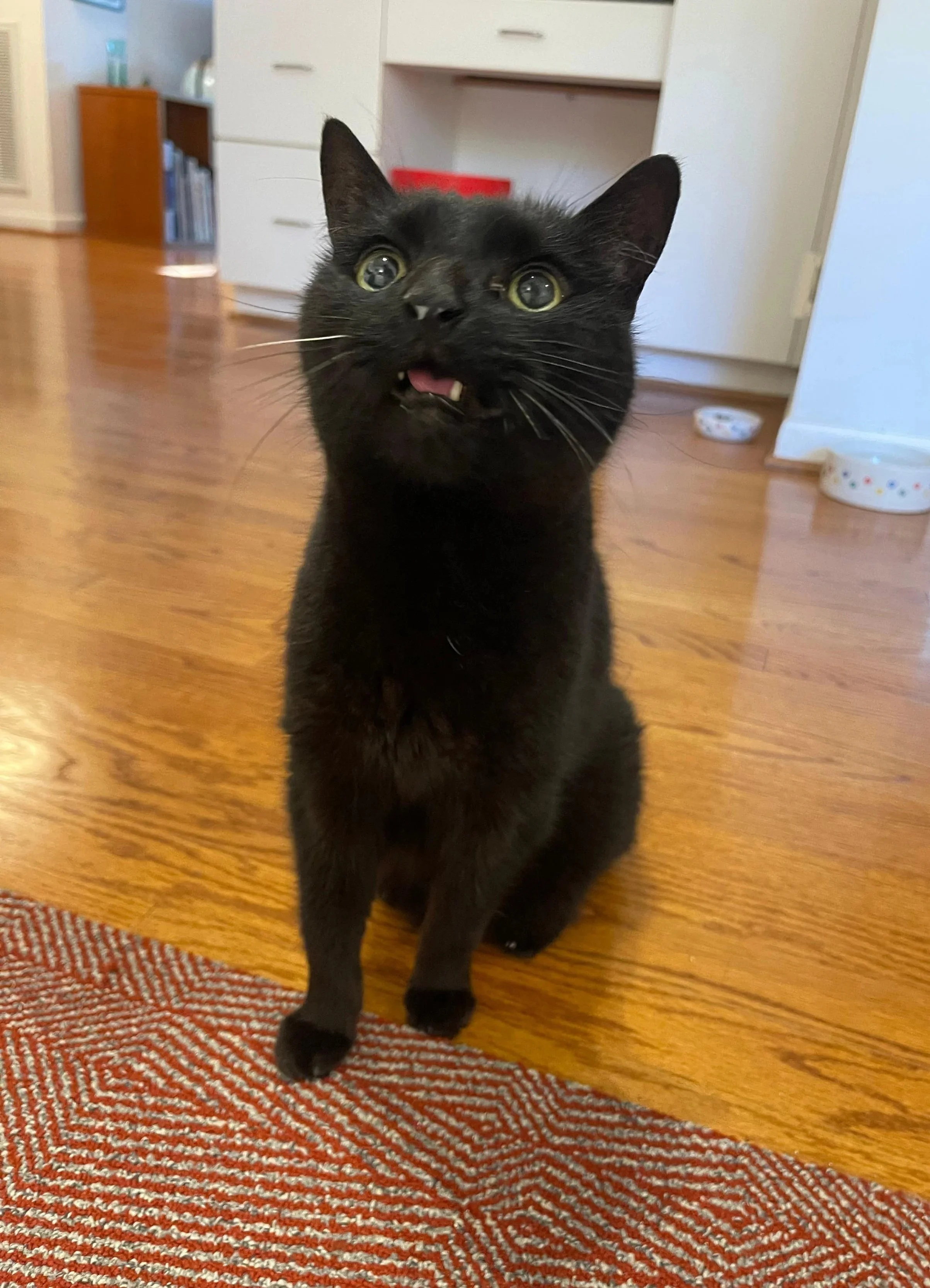 A black cat with green eyes and showing its teeth, sitting on a red and white patterned rug in a room with wooden floors and white furniture.