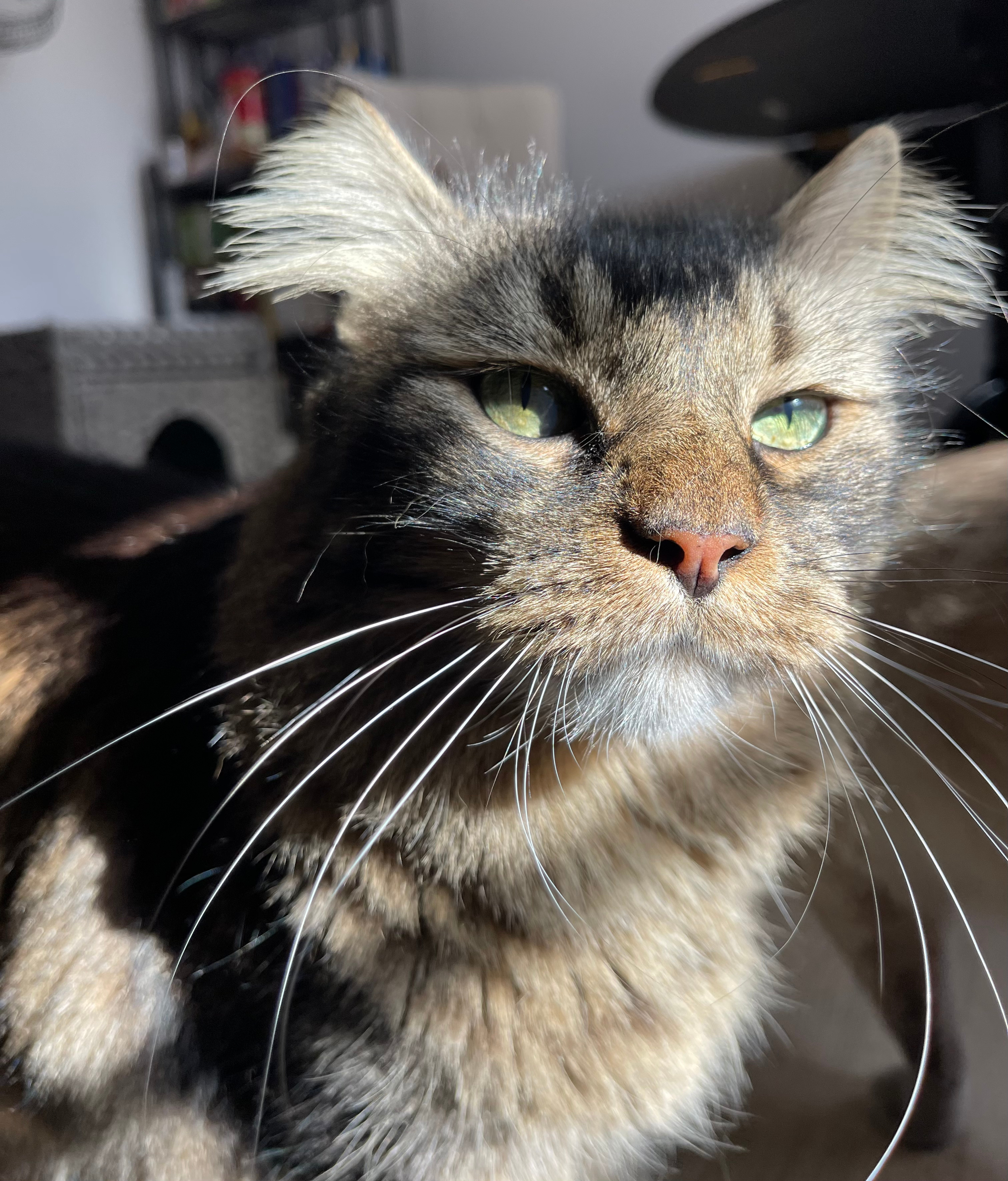 A picture of a handsome fluffy brown tabby cat with sun streaks across his face