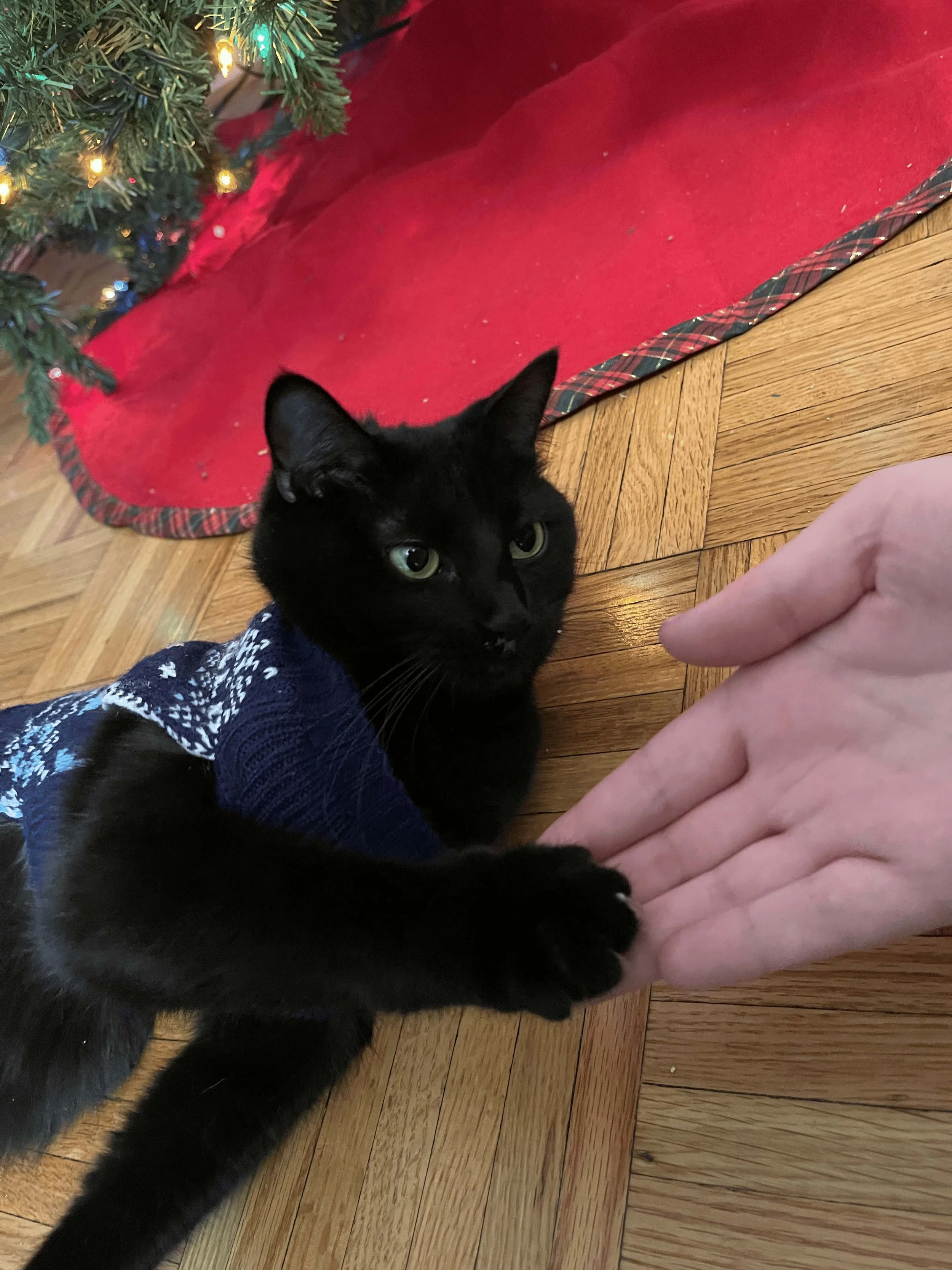 A picture of Mollie Joyner from Kissies For Your Hissies Cat-Sitting high-fiving a black cat dressed in a blue sweater with white snowflake designs on the back.