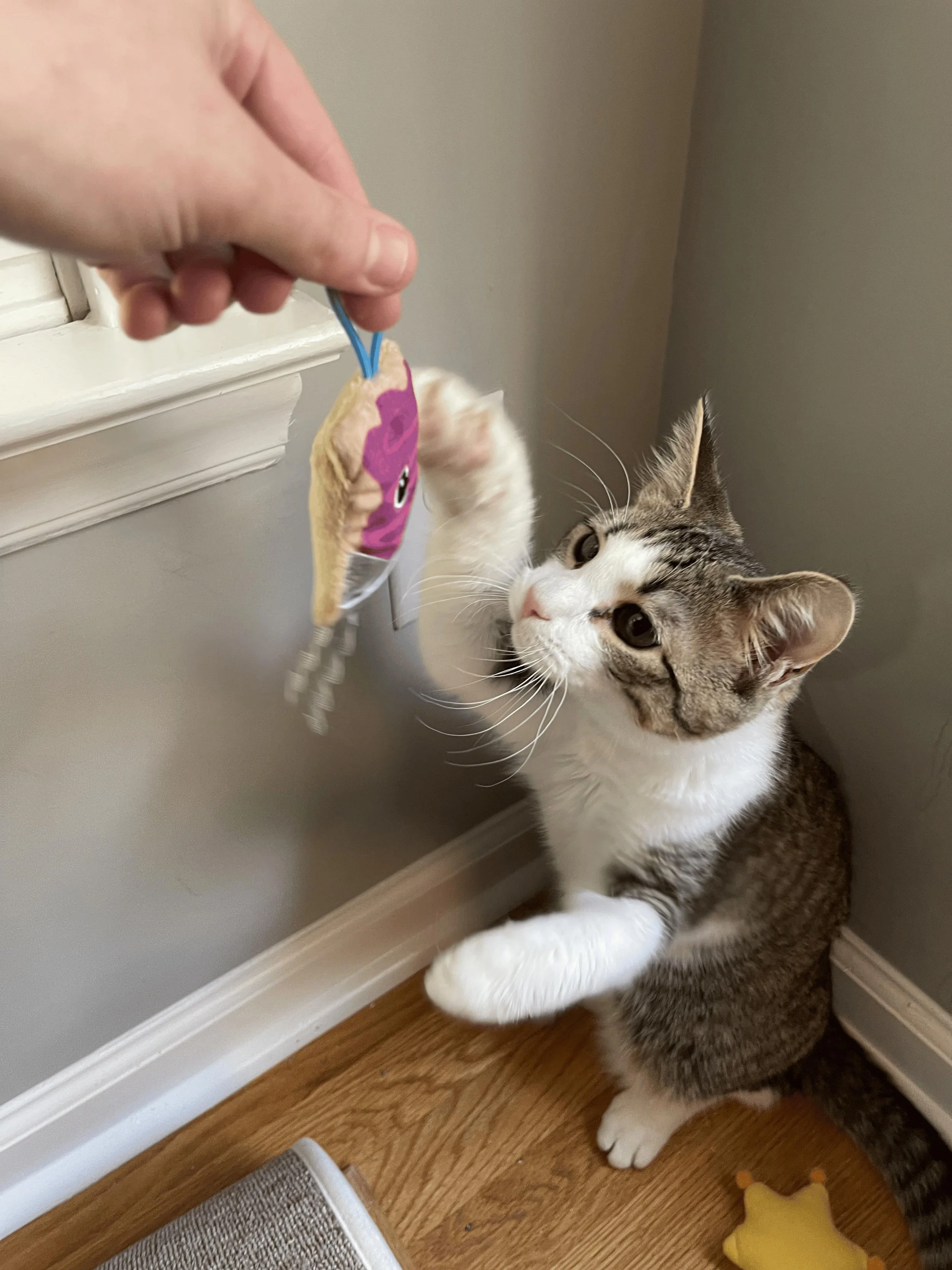 A picture of Mollie from Kissies For Your Hissies Cat-Sitting playing with a cat-toy with a brown and white tabby reaching up to grab the toy. The toy looks like a small, fake Pop-Tart, dangling from a small finger-sized blue string.