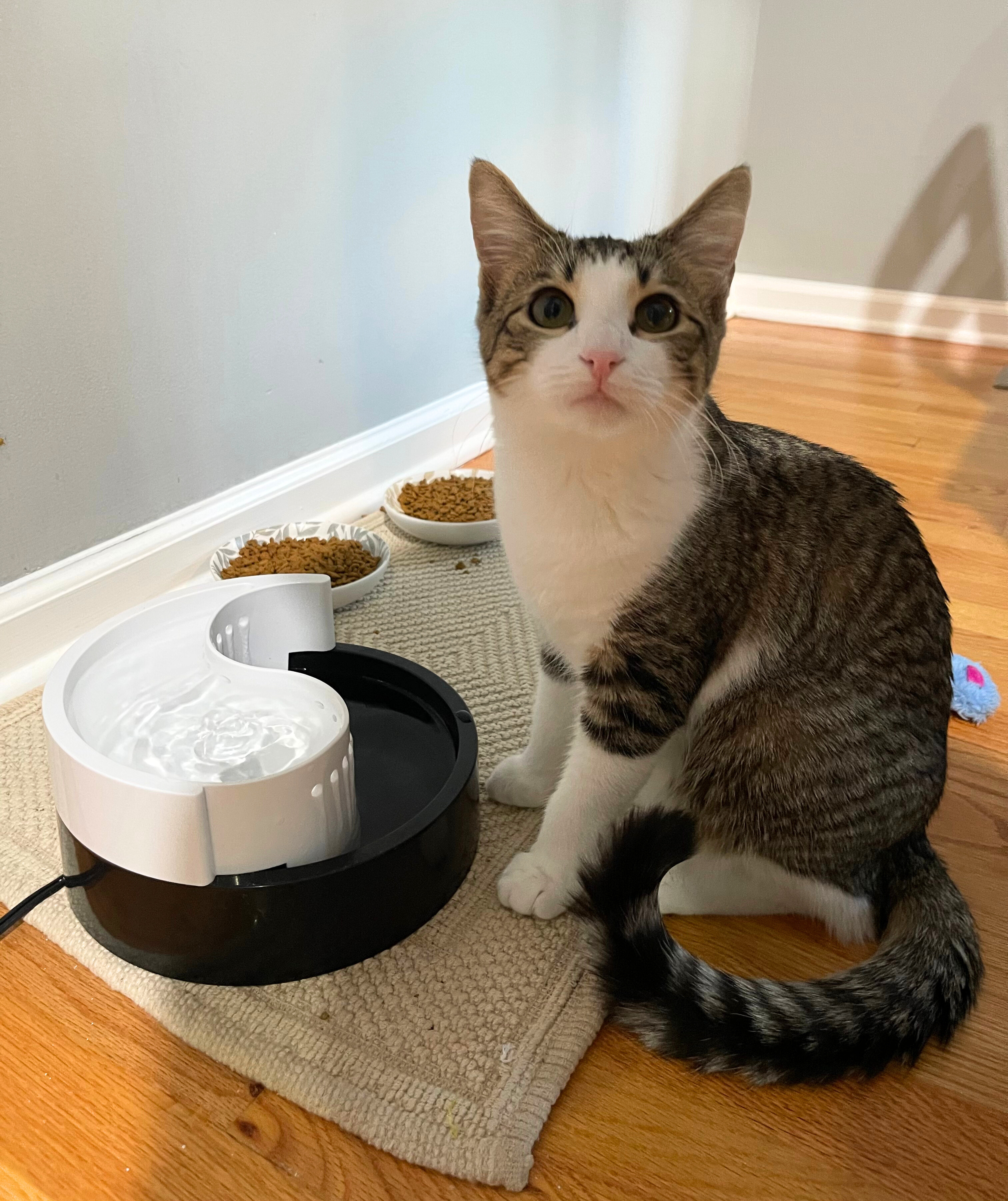 A picture of a brown and white tabby cat sitting beside a yin-and-yang style cat water fountain and two full bowls of cat kibble.