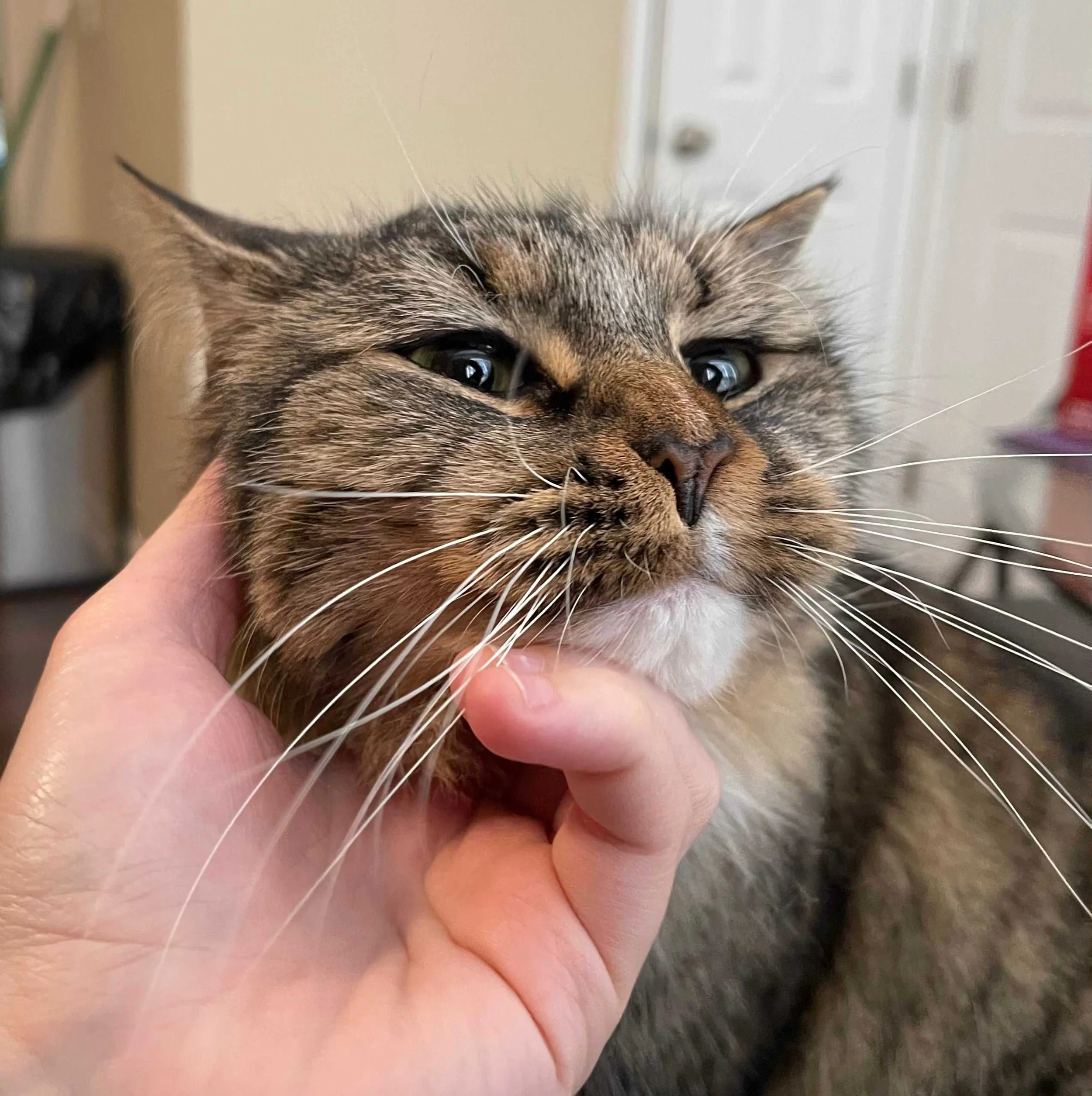 A picture of a brown tabby cat named Sammy. Sammy is a cat that Mollie has cat-sat for, located in Durham. She has super long whiskers, green eyes, and a white chin. In this photo, she is getting her chin scratched while looking at the camera that to