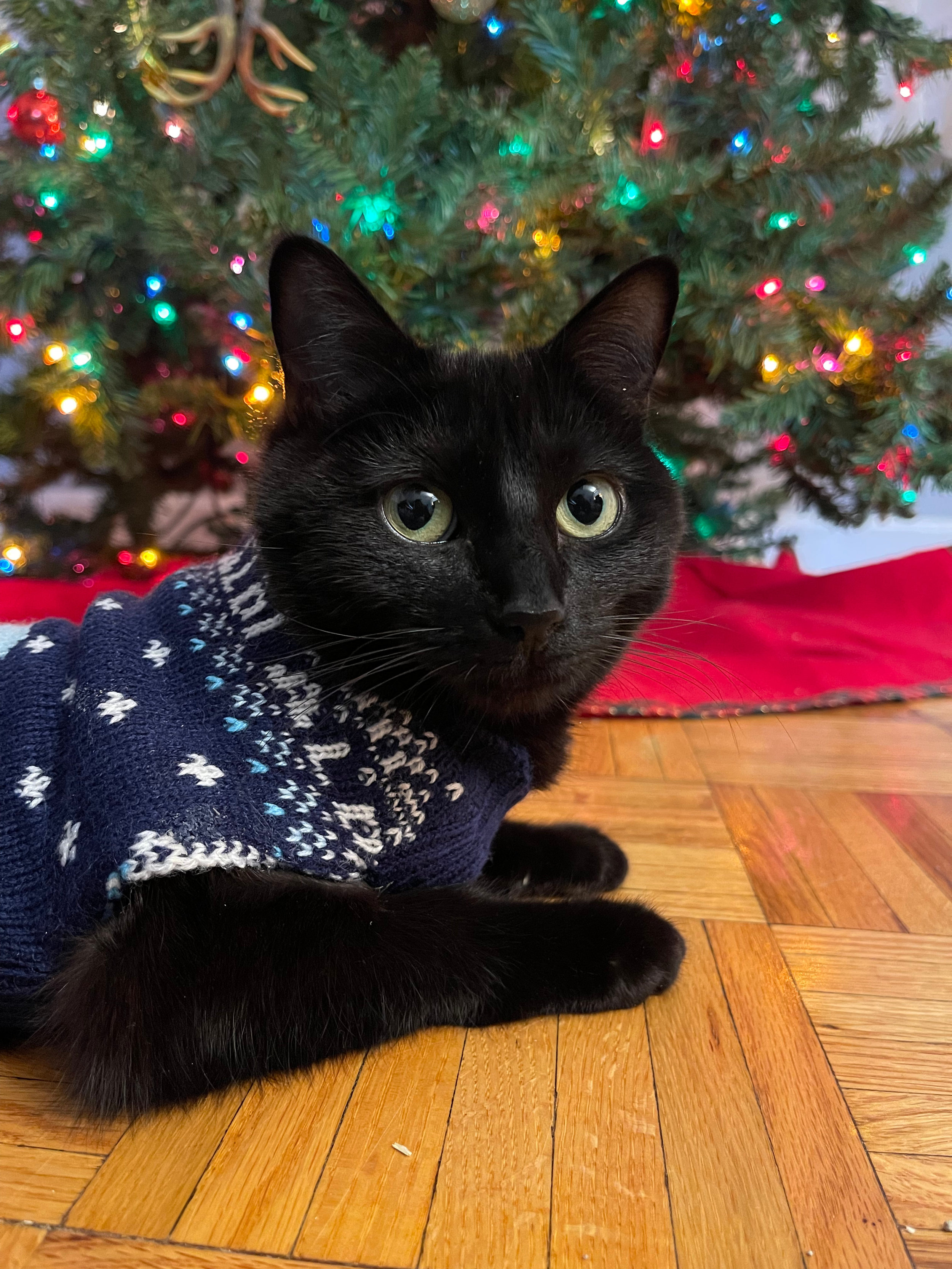 A picture of Buttercup, the sleak but round black cat. She's sitting in front of a colorful Christmas tree, appropriately dressed in her blue and white snowflake sweater.