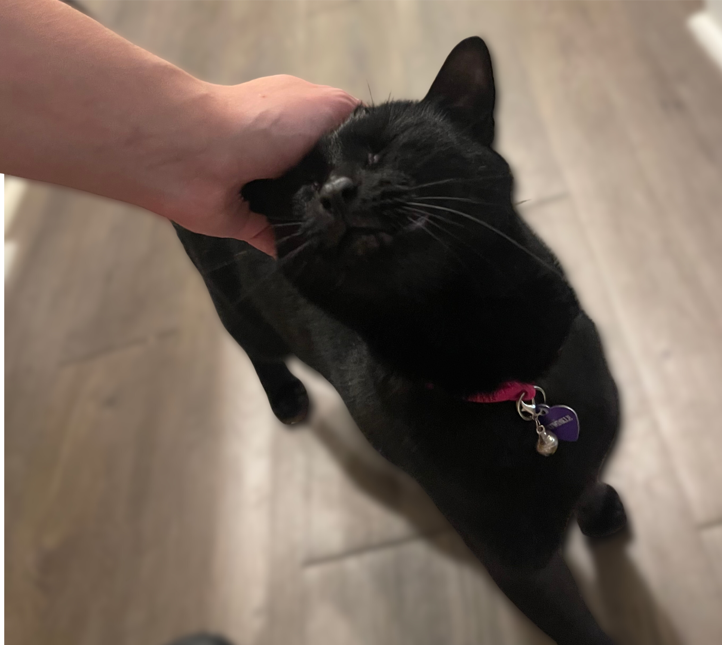 A black cat with green eyes being petted on the head by a person's hand, the cat's eyes are closed, and it is wearing a red collar with a purple tag and a small bell, standing on a wooden floor.