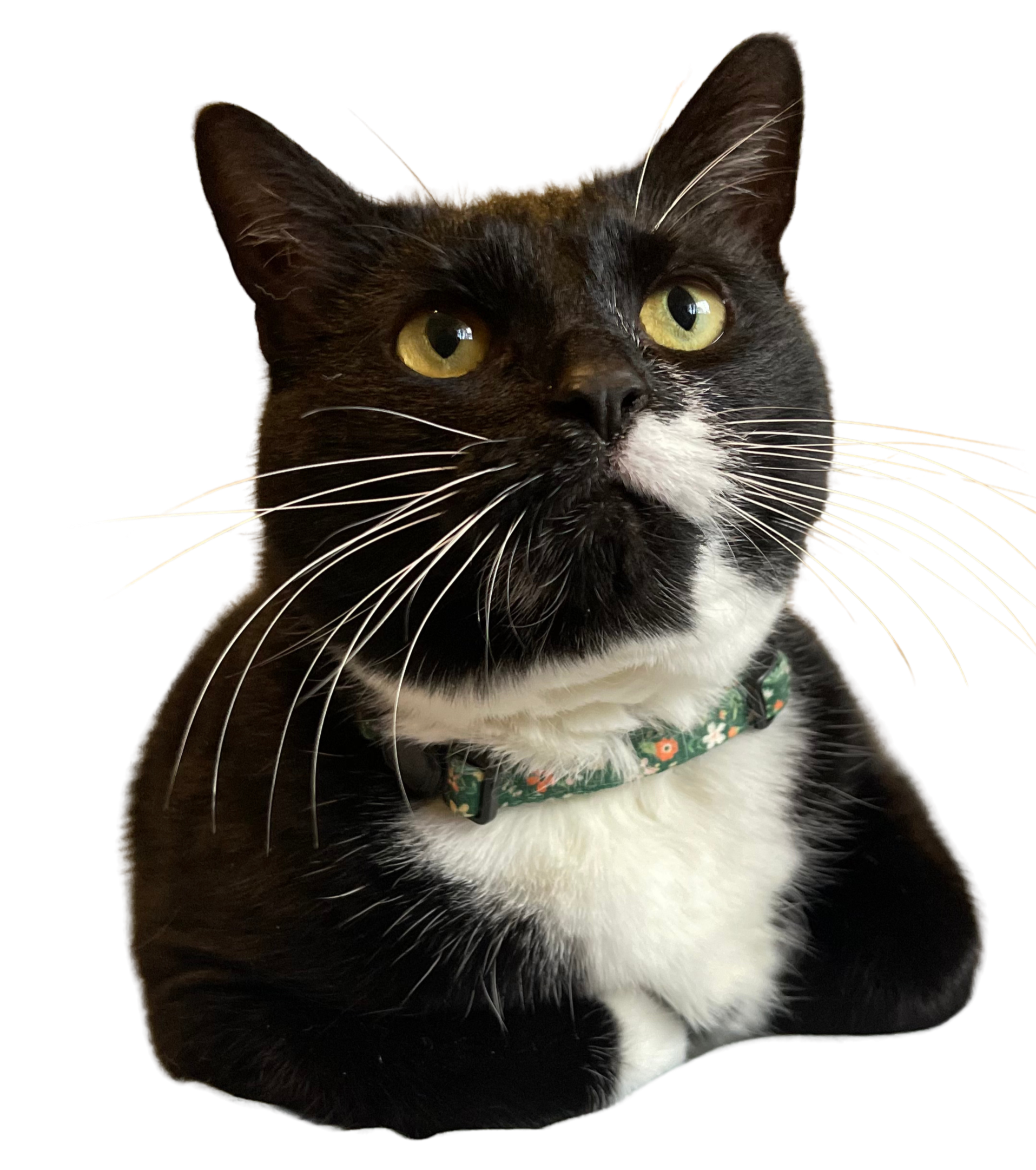 Close-up of a black and white cat with yellow eyes, wearing a green collar with orange and white flower patterns, against a black background.