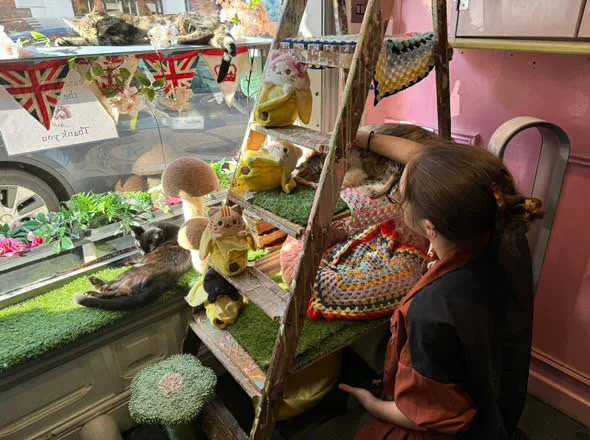 Mollie inside Shakespaw Cat Cafe in Stratford, UK, crouching near a window with a grey and white cat lying on a green carpeted window seat, surrounded by plush toys and shelves with pet furniture. She's reaching out to pet the cat sitting upon the wi