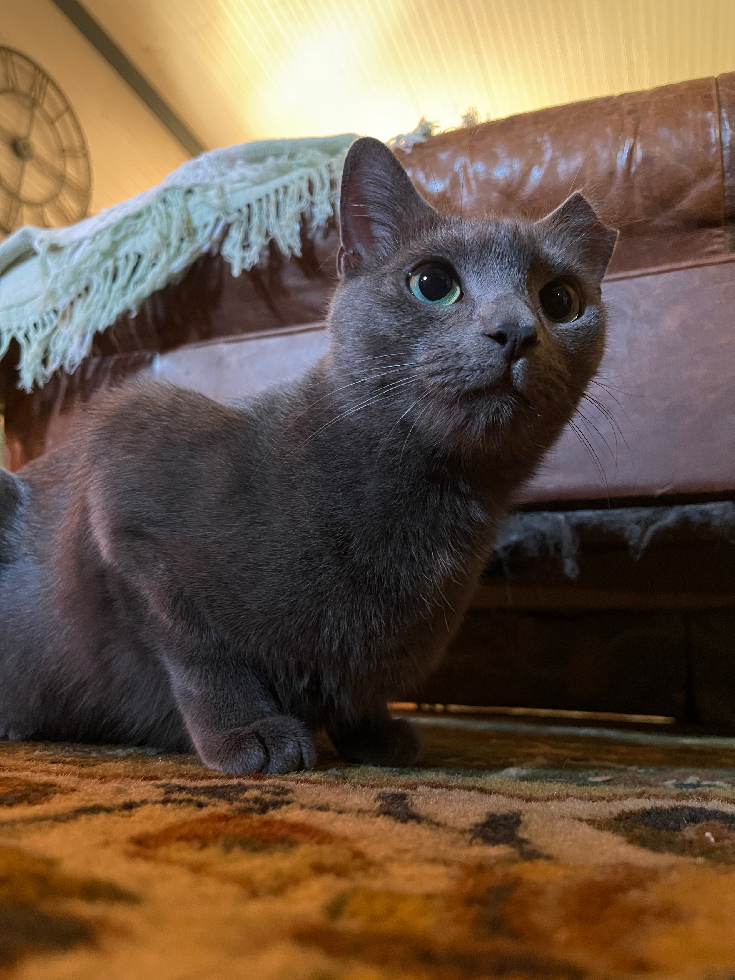 A picture of Grigia, a grey cat rescued from a colony. She has an ear tip to signify she was part of a TNVR operation and has been fixed.