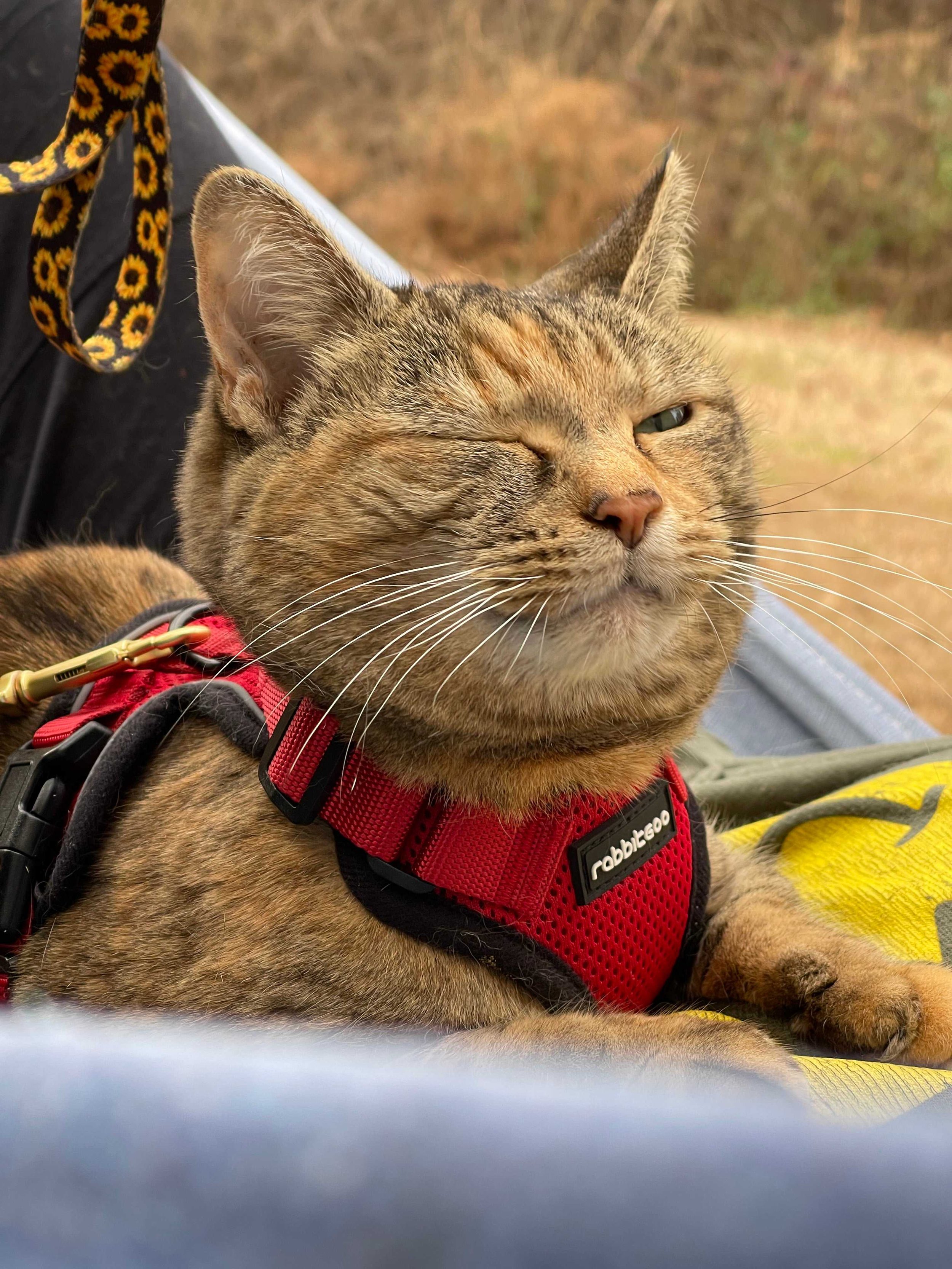A picture of Mocha, a round tabico cat, sitting in a blue hammock and yellow jacket with a bright red and black trimmed harness on. She is looking at the camera with what looks like a smirking face while winking with her right eye. This image was tak