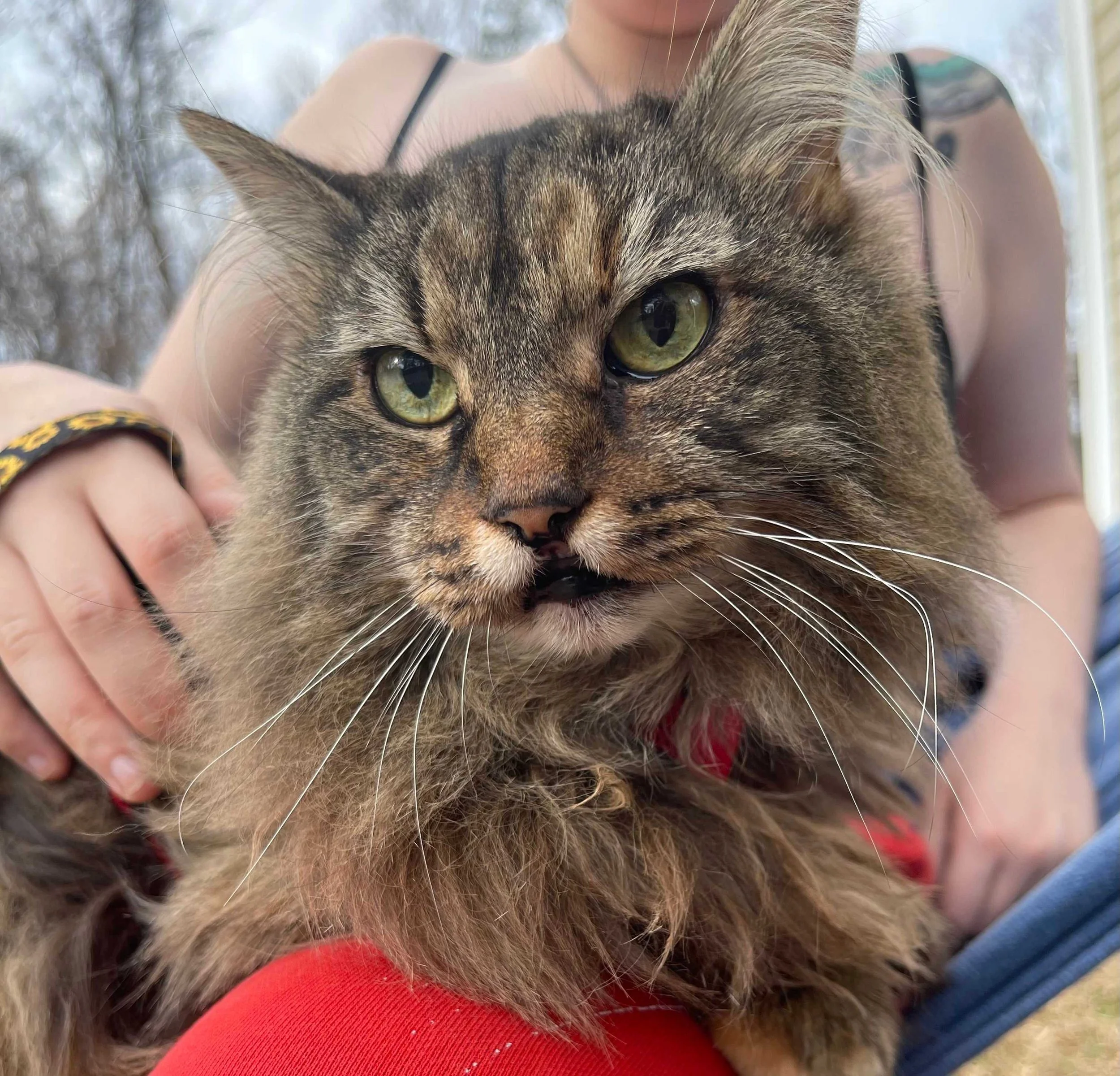 A picture of Rhoda, a big, tabico domestic long hair cat with a missing front lip. In this picture, she's resting on a woman's lap while wearing a red harness, looking out into the distance while still mostly facing the camera. This image was taken b