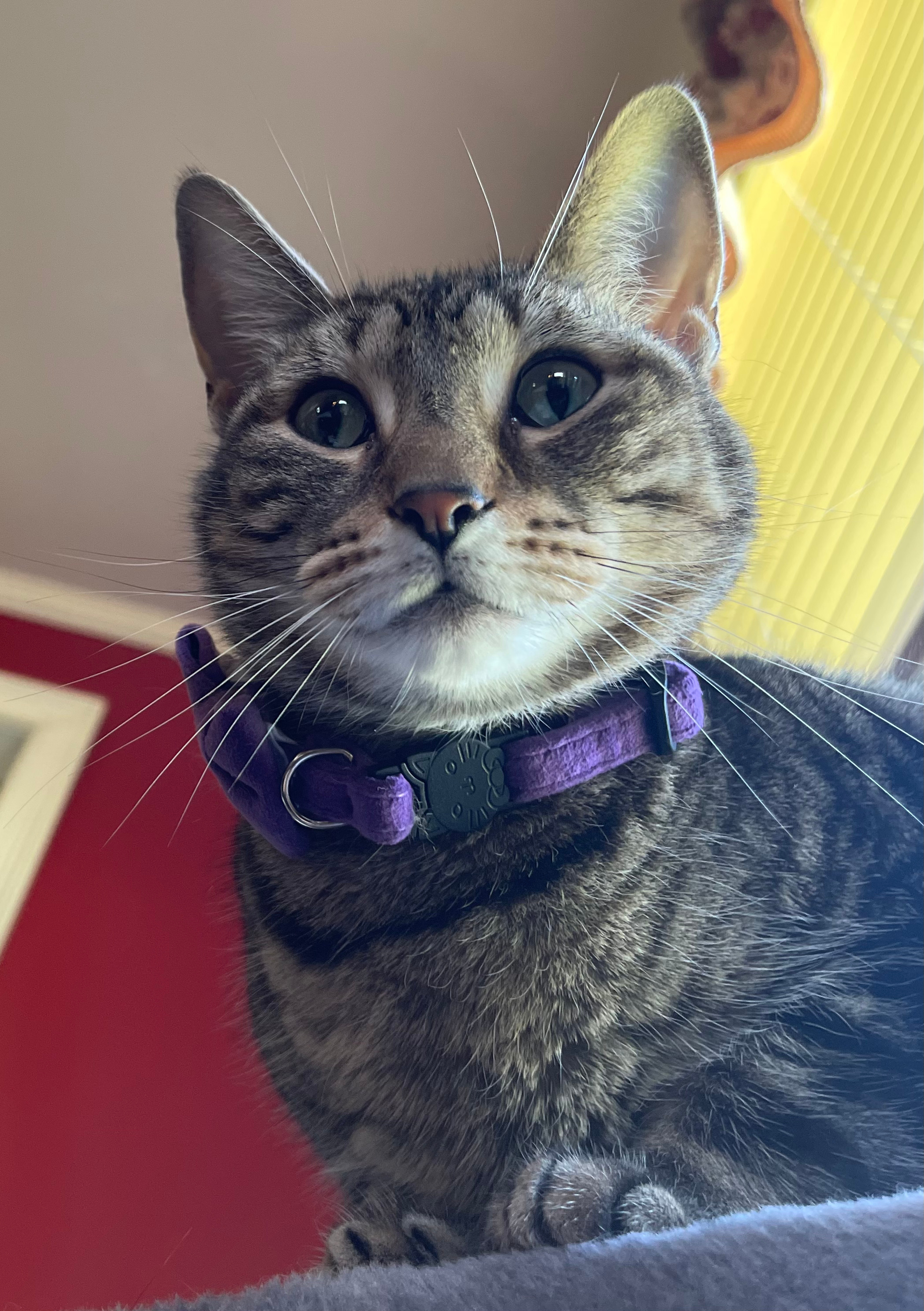 A picture of Pawseidon, or "Boo-Boo," a handsome brown tabby boy showing off how polite he is in his purple collar/tie.