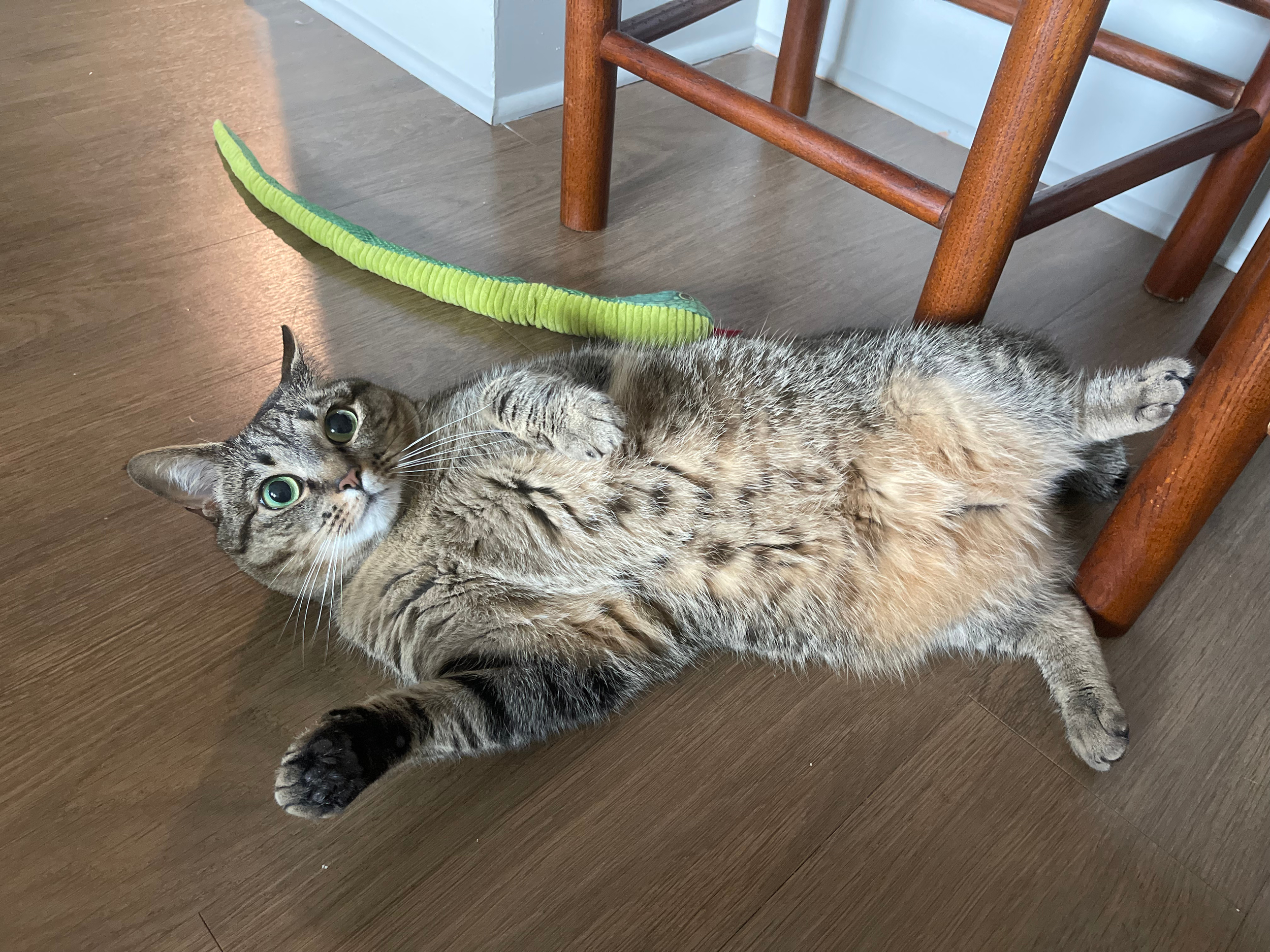 A picture of Peach, a silly cat with her belly up next to her snake toy.