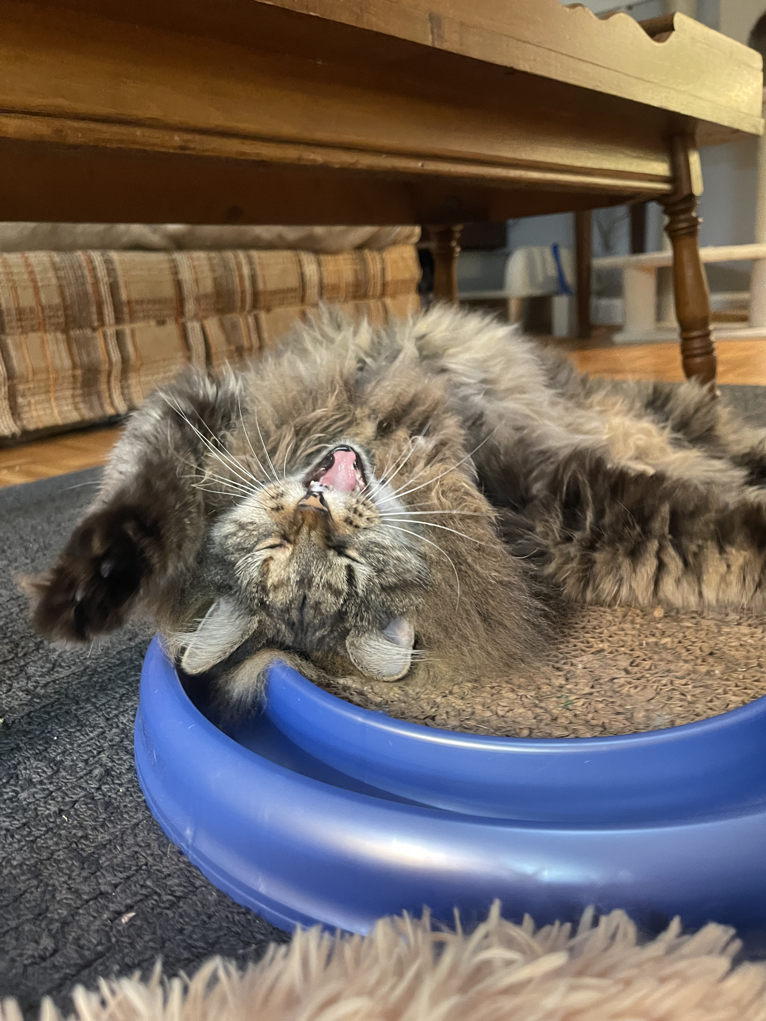 A picture of Mollie's cat, Rhoda, stretched out across her blue Turbo Scratcher, mid-yawn.