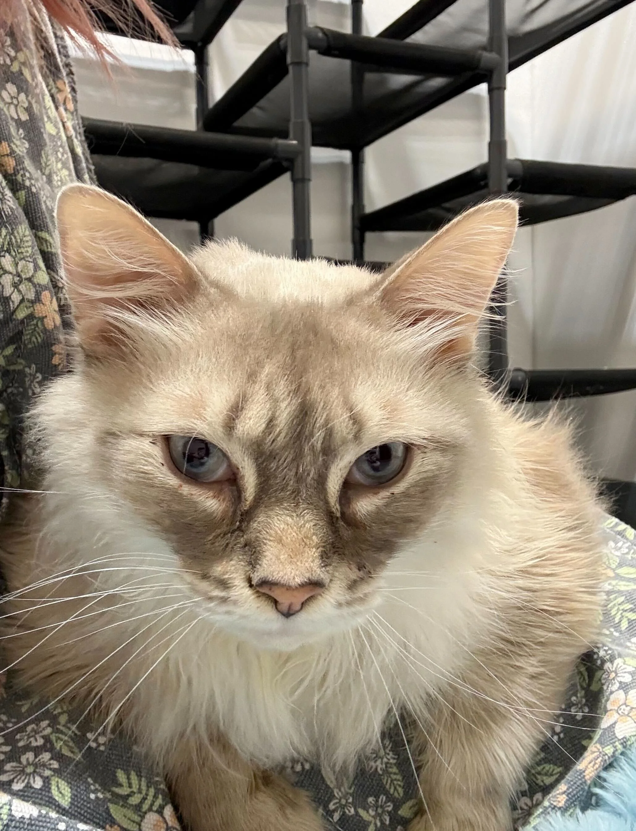 Bubba - Accepting Applications