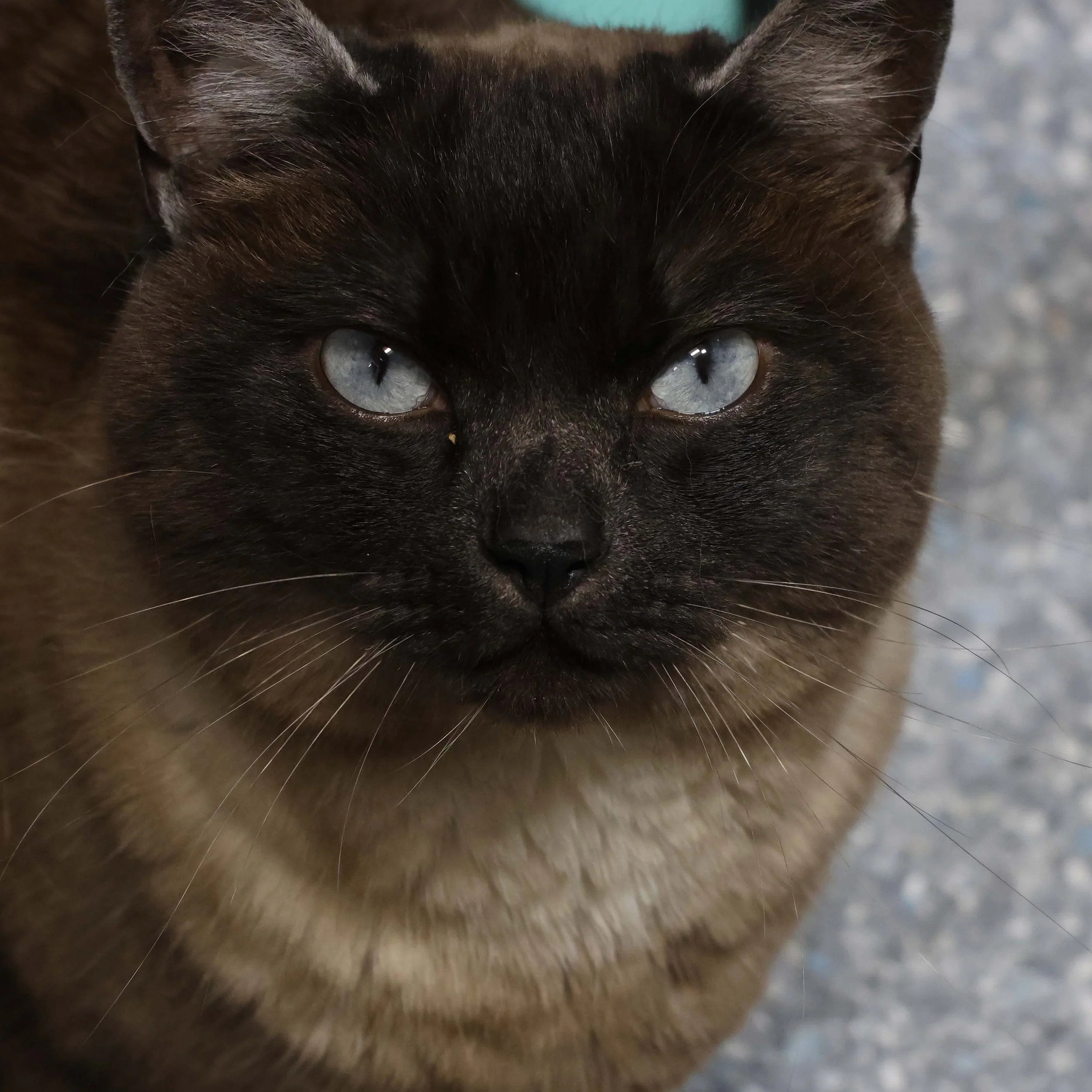 Duncan- Adopted 10/02/26