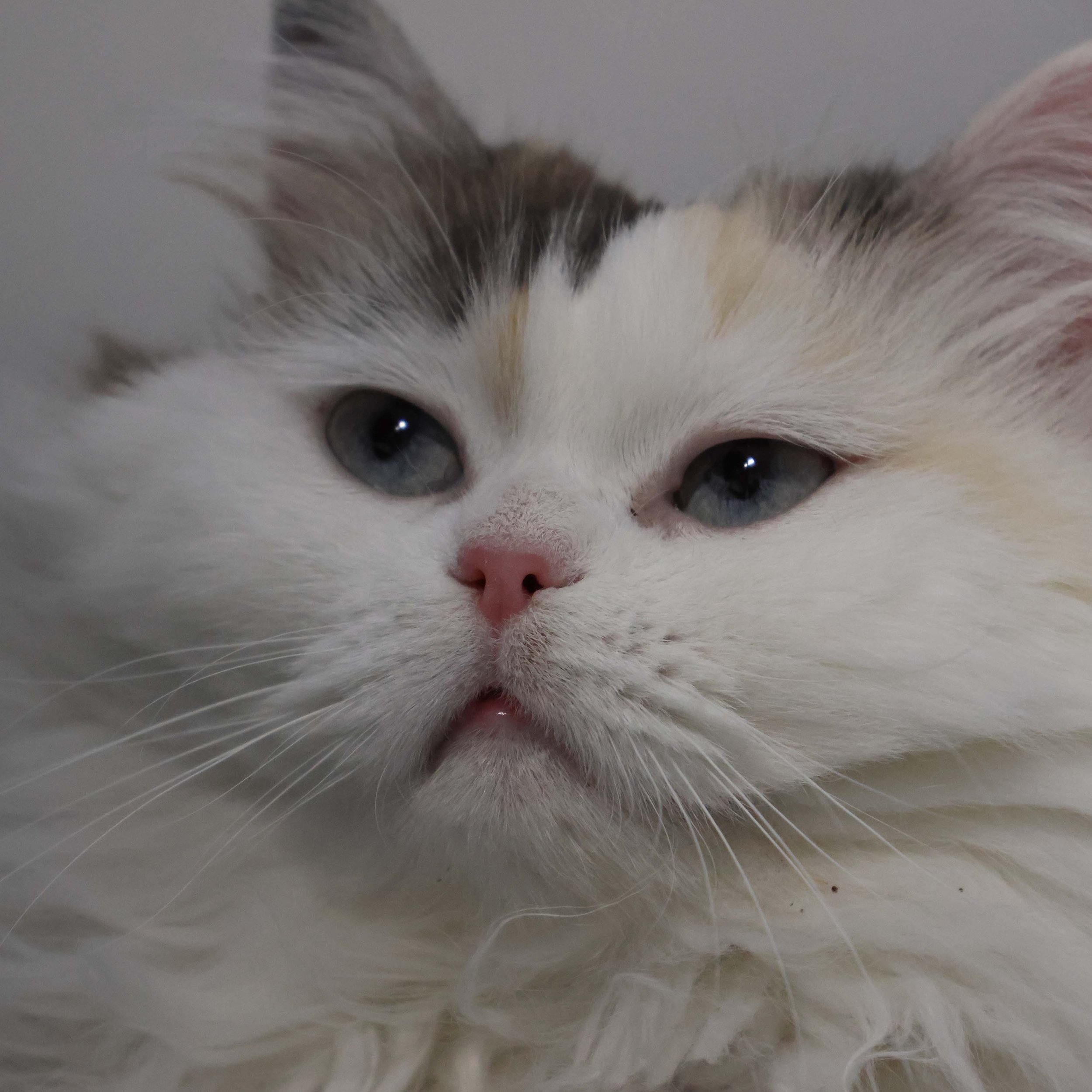 Misty 1.jpg
