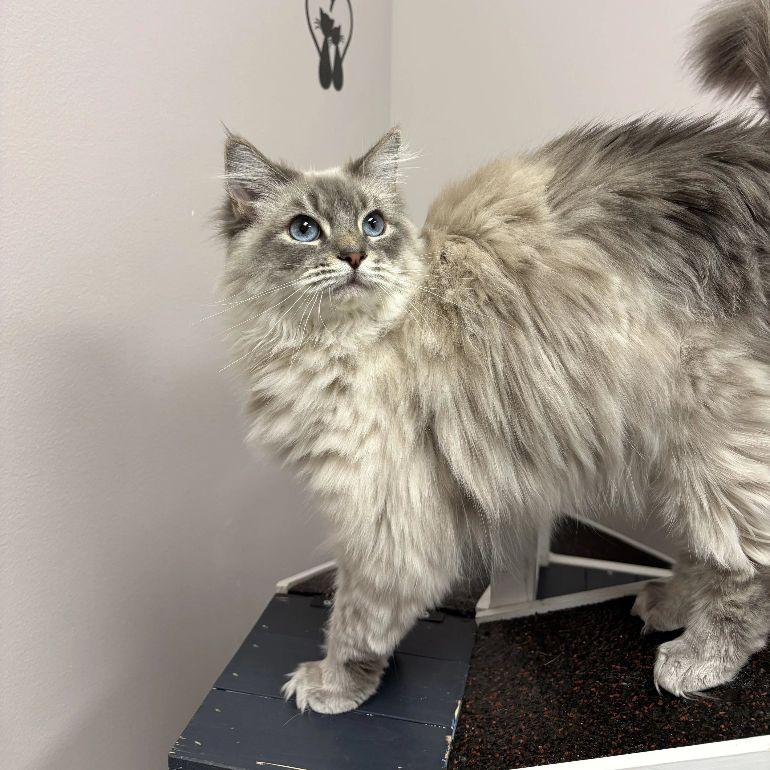 Lottie - Adopted 0725