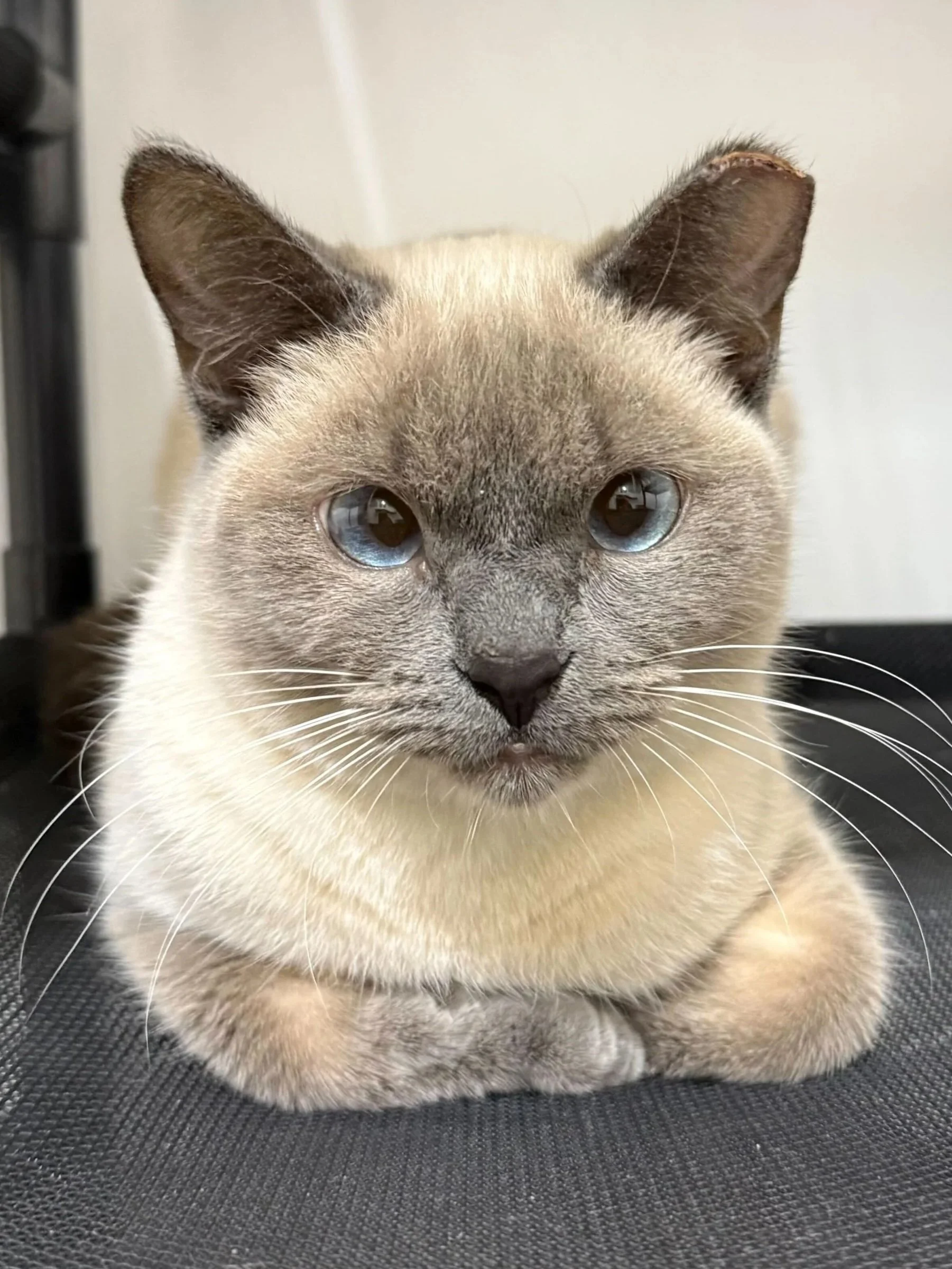 Bubbles - Adopted 0416