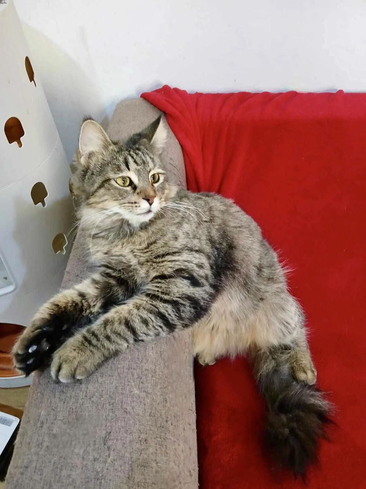 Miro resting on a couch