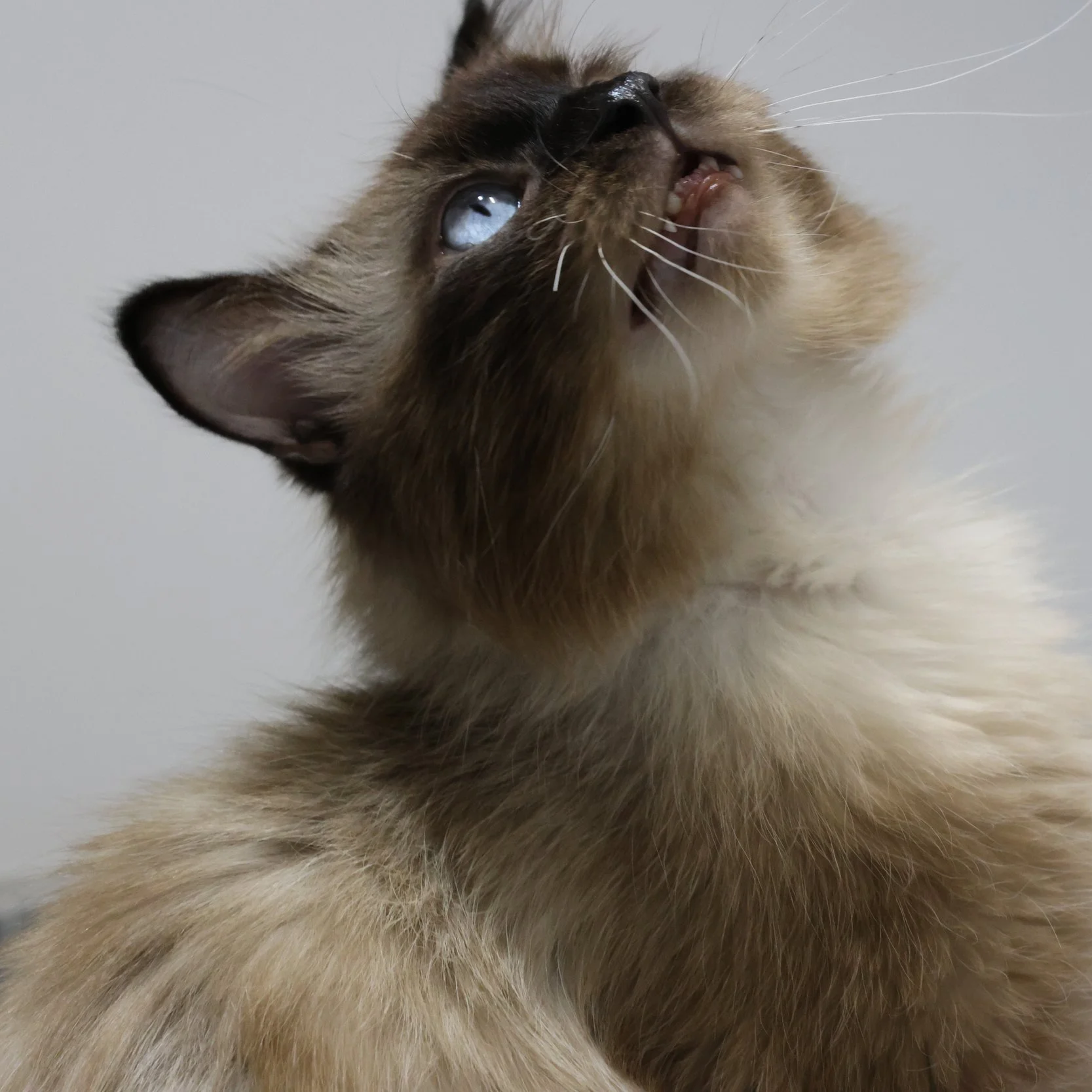 Seaweed - Adopted 9/17/26