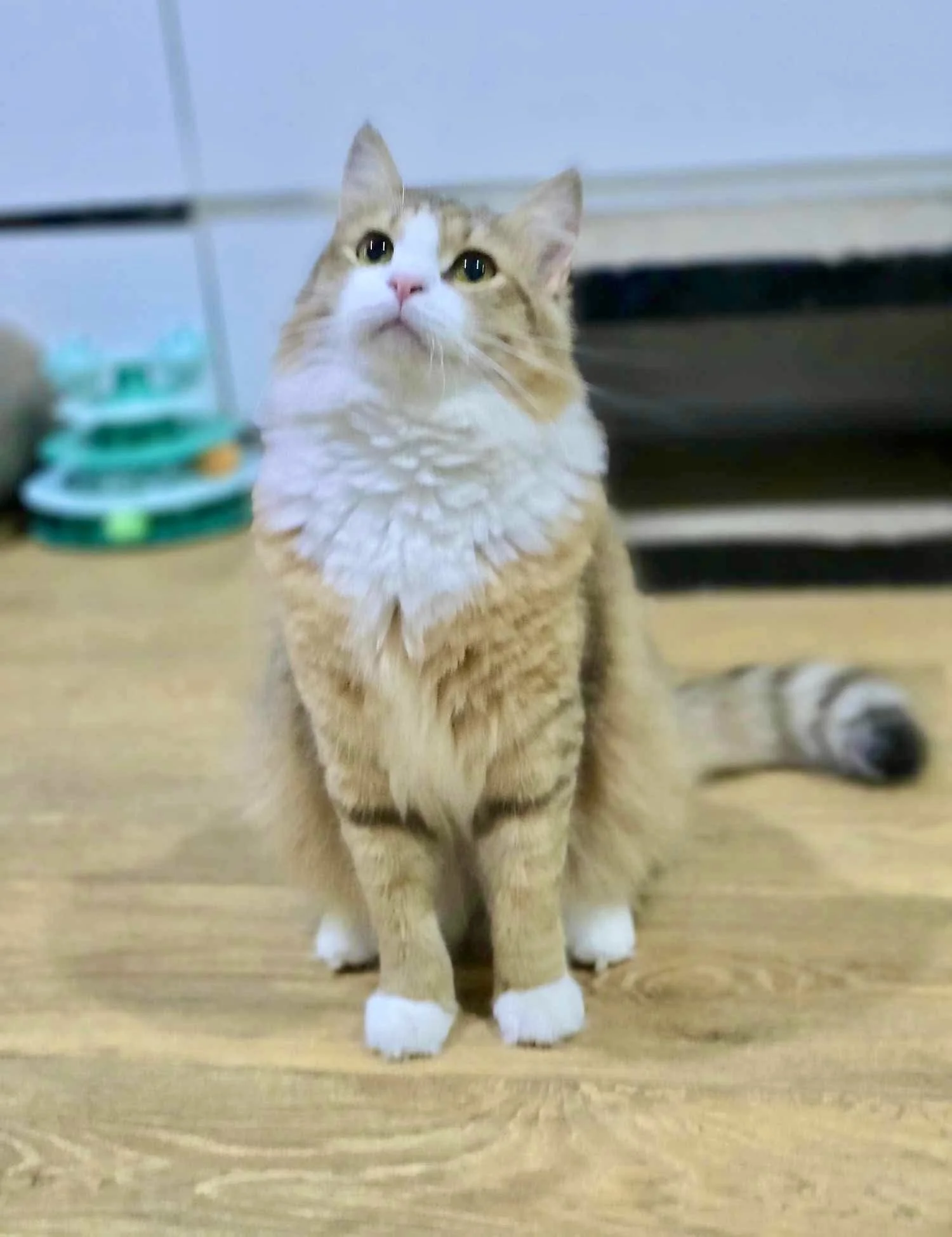 Porscha sitting elegantly