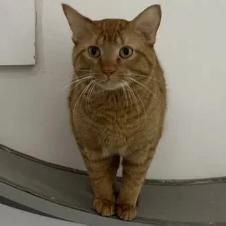 Fish - Adopted 0706