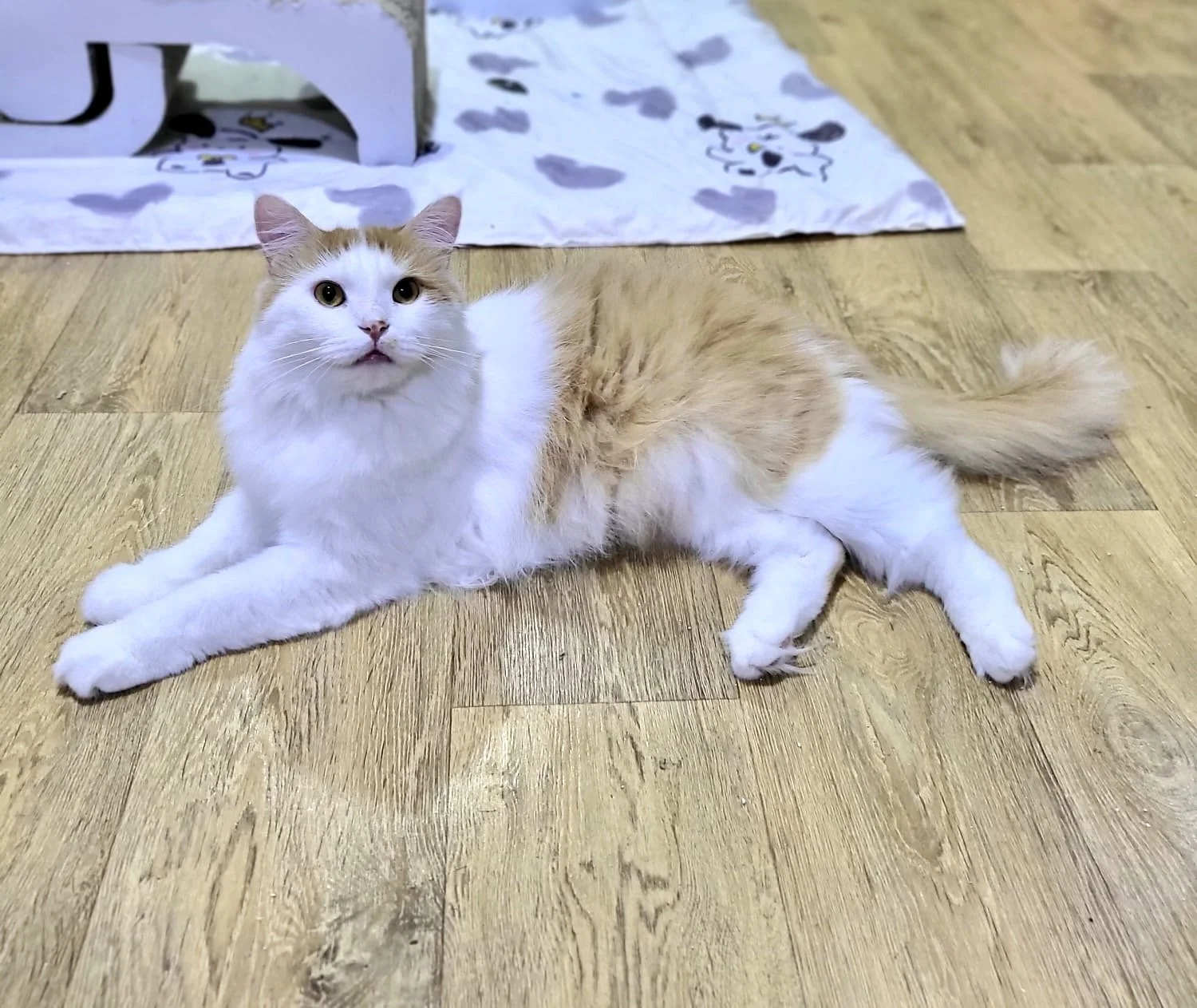 Kyo the cat laying on the floor