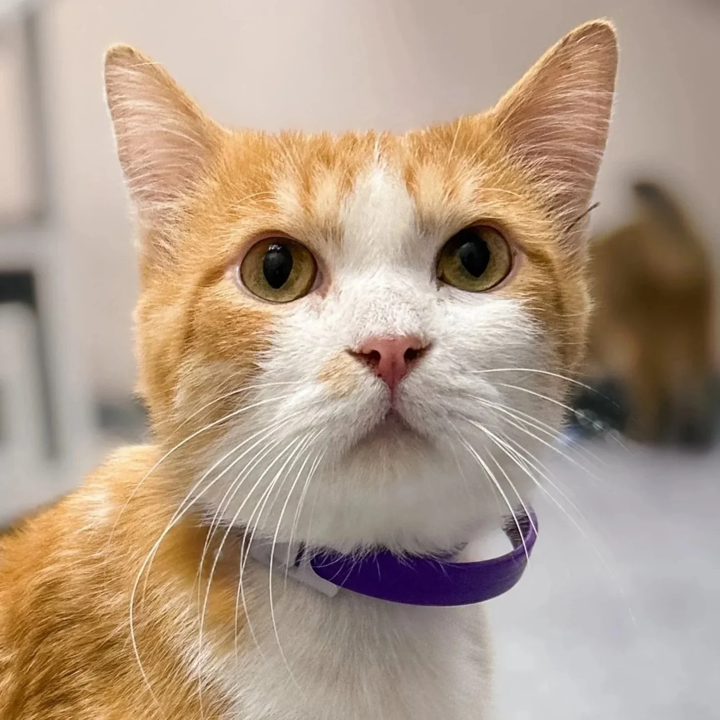 Hugg - Adopted 101025