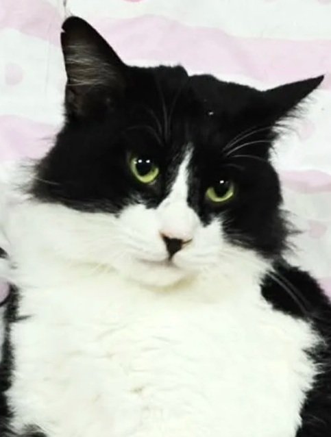 Cosmic - Accepting Applications