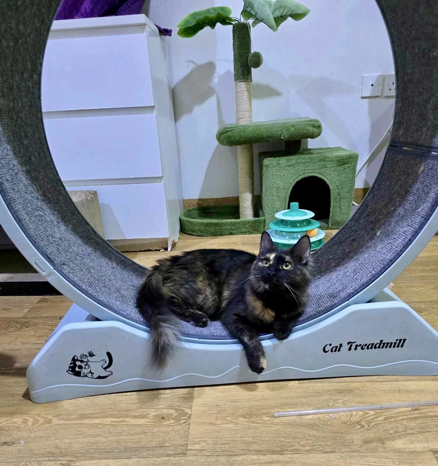 Aria resting on a kitty treadmill