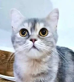 Dhalia.jpg