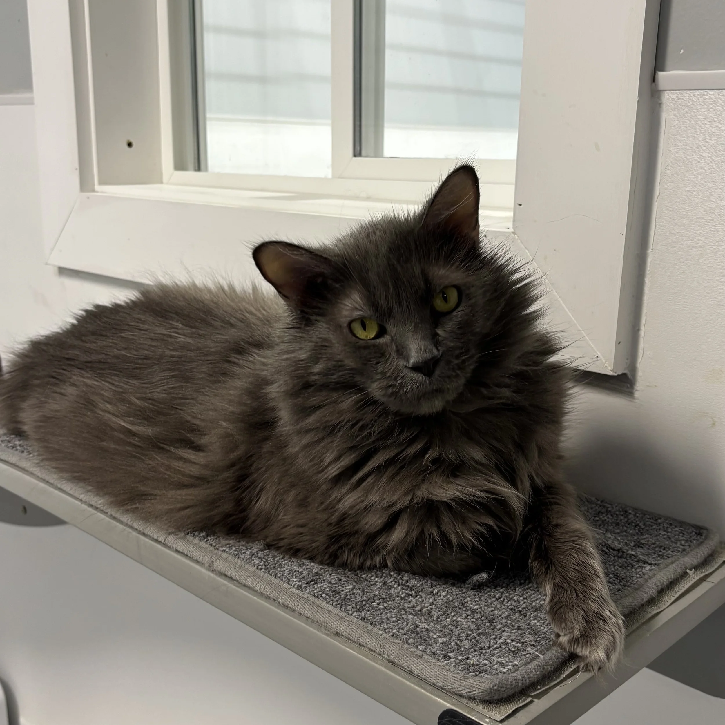 Blue Moon- Adopted 08/24/26