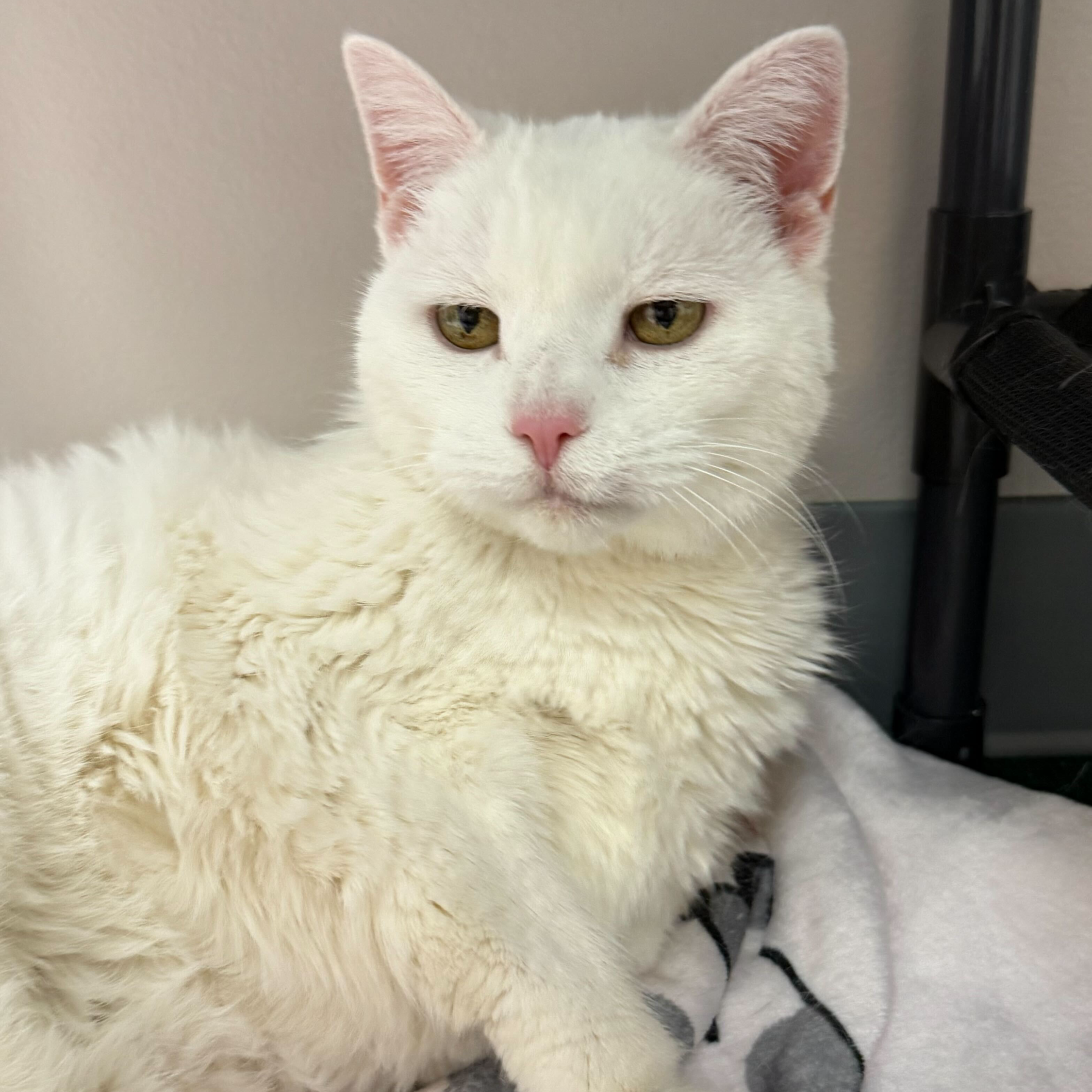 Maddie - Adoption Pending