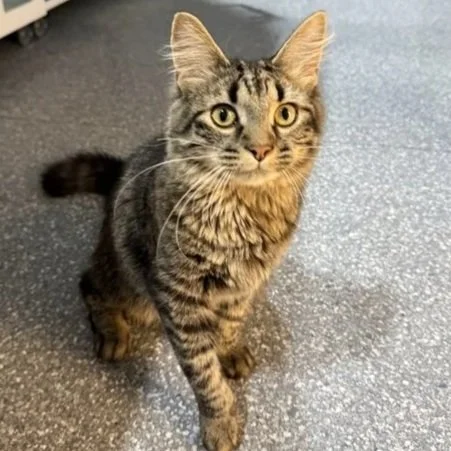 Tigre - Adopted 0623