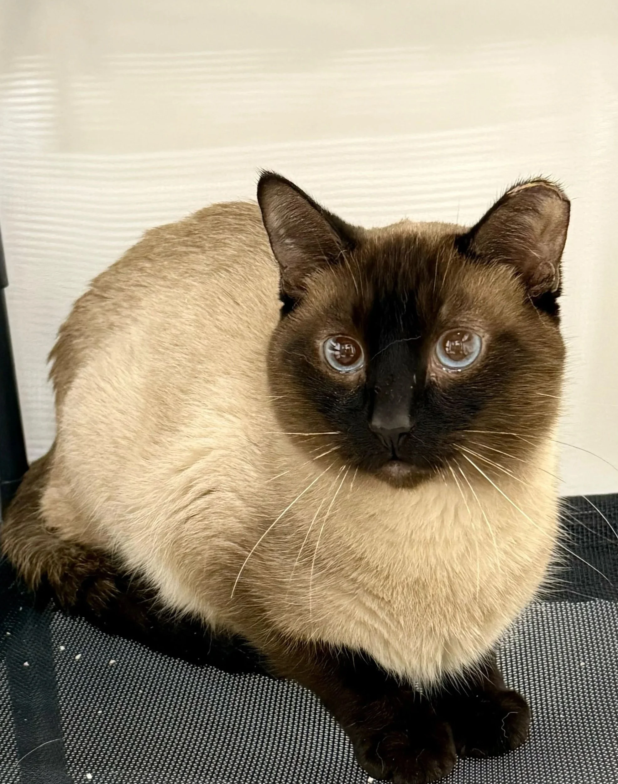 Dexter - Accepting Applications