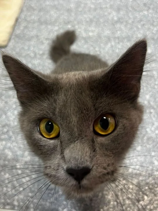 pancake.jpg